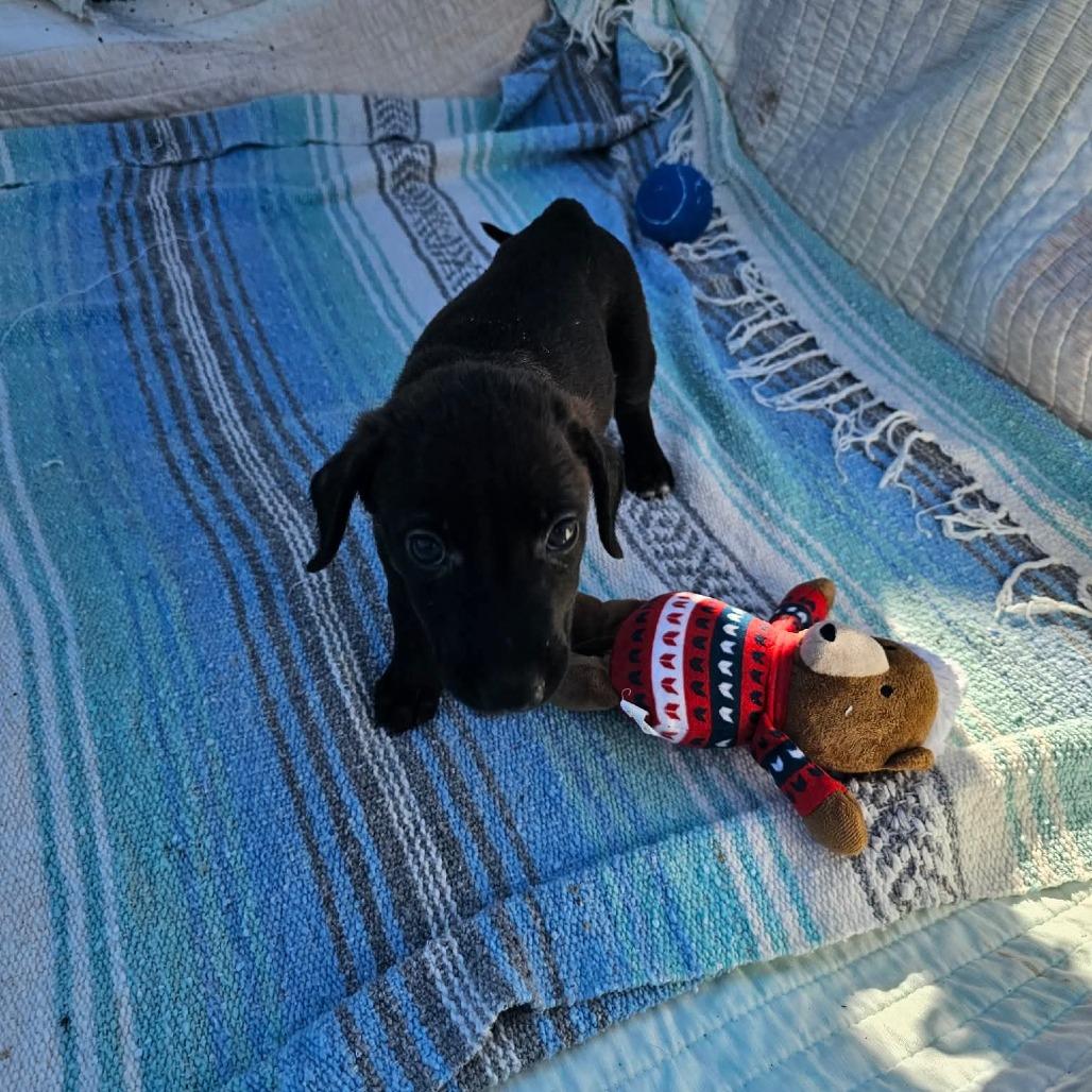 Enlarge Sunny, a Adoptable mixed breed in Wadena, MN image 6/6