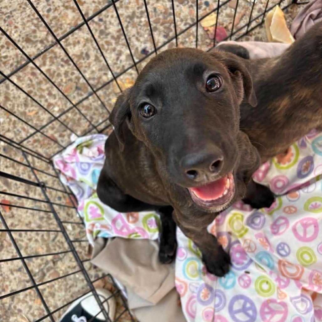 Sunny, Adoptable, Puppy Female Labrador Retriever & Shepherd.