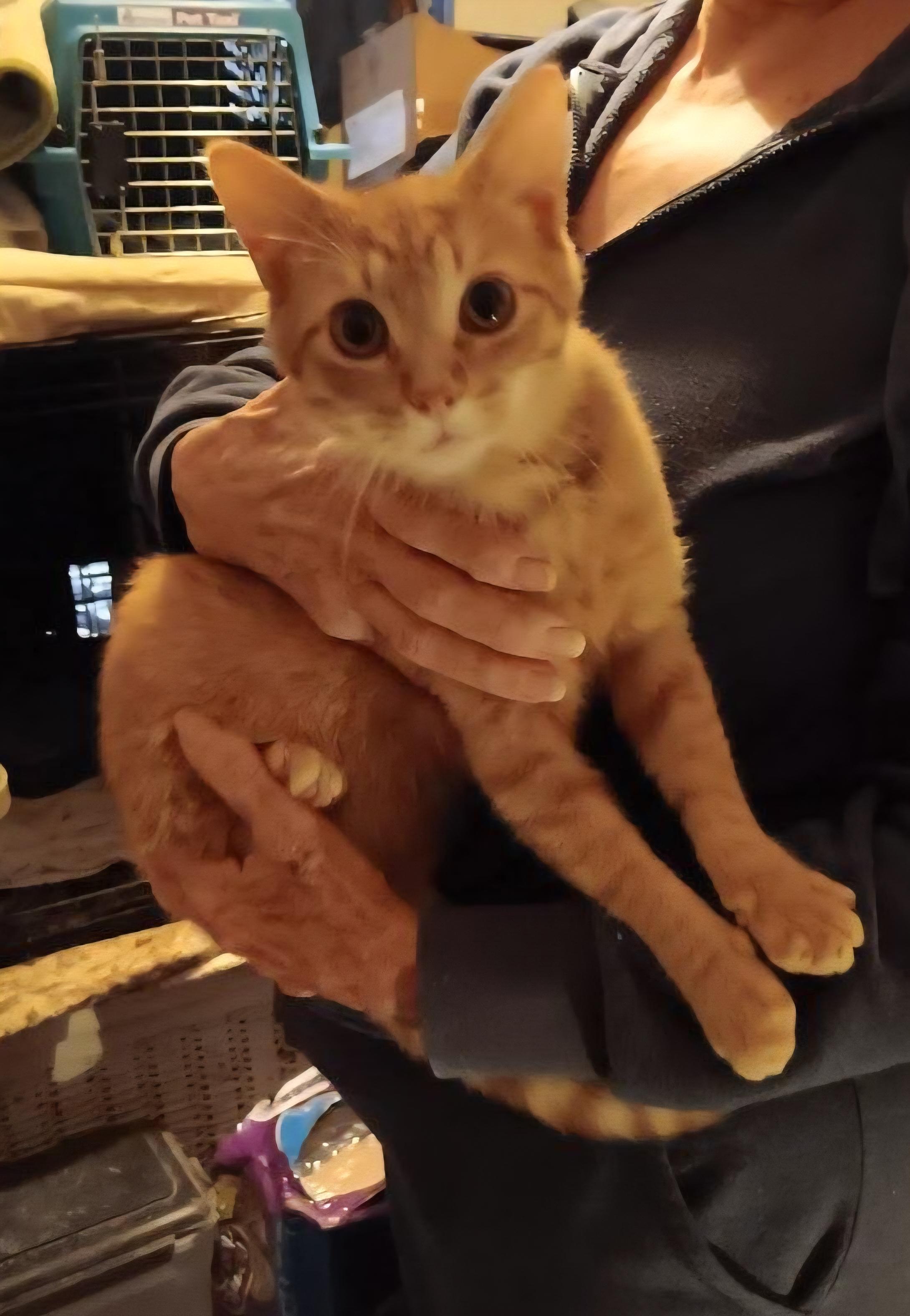 Peter, ADOPTABLE, Young Male American Shorthair.