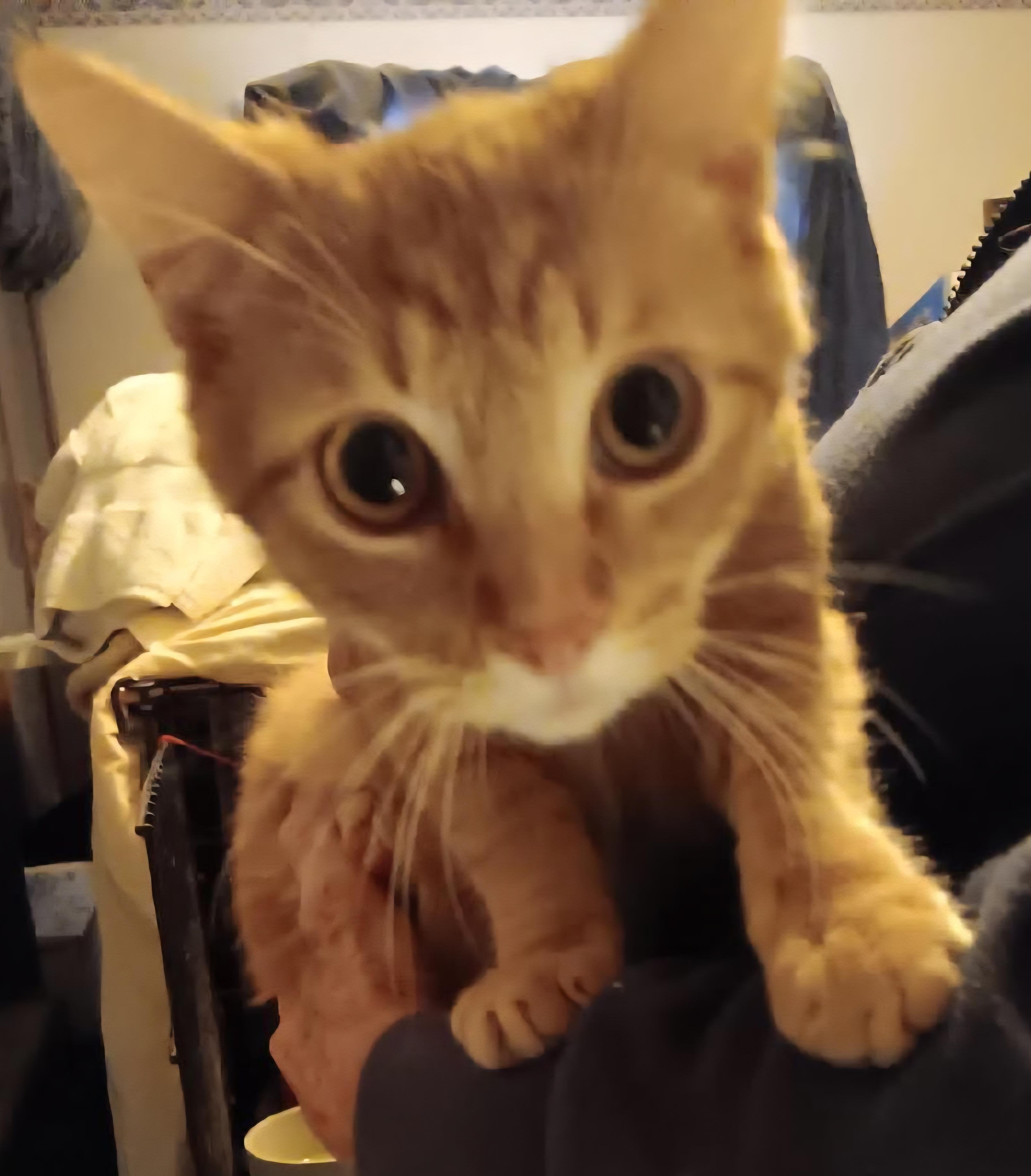 Peter, a ADOPTABLE American Shorthair in Lawrenceville, GA image 2/2