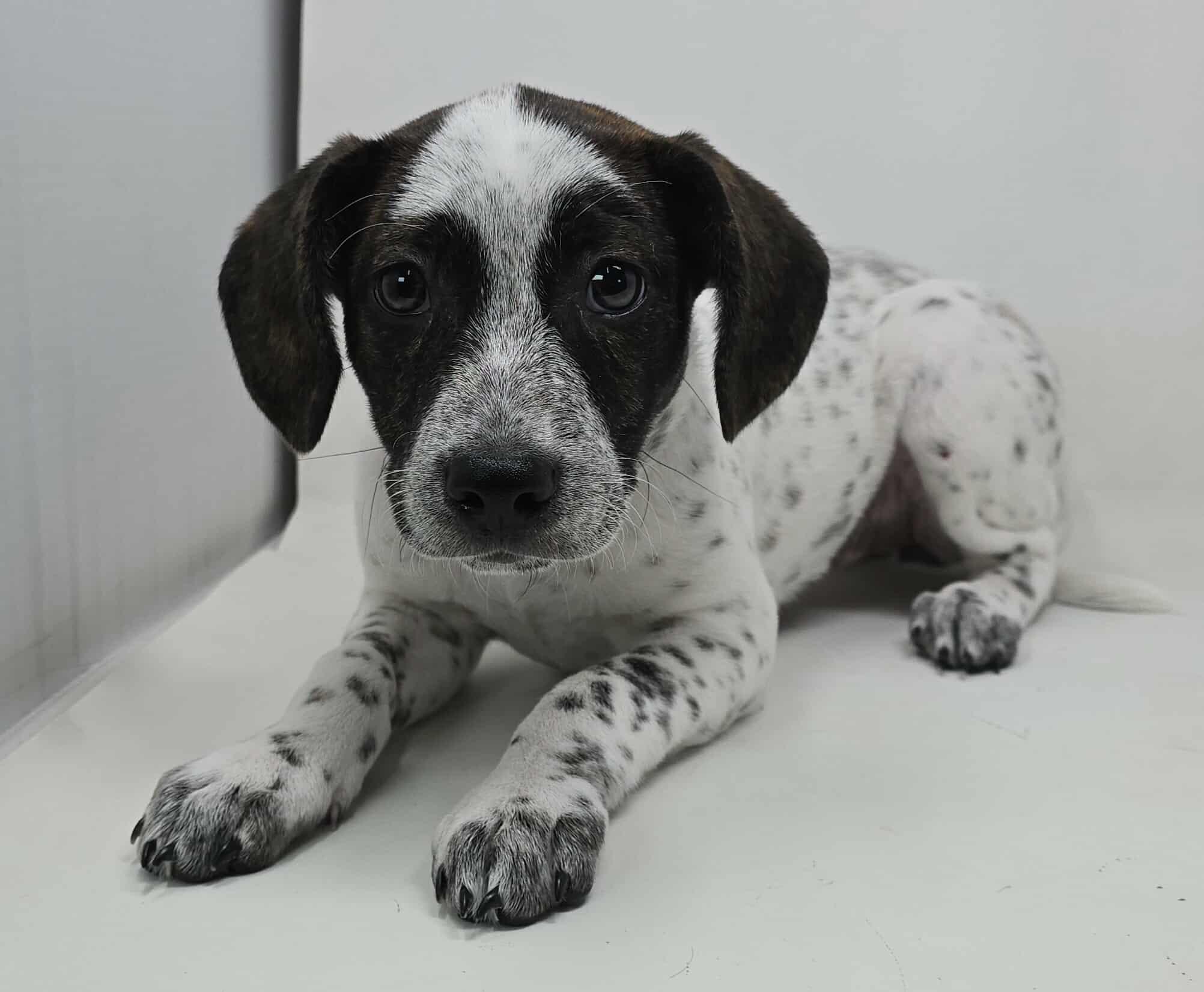 Meet Just Spotted a 10 week old 10 pound as of 721 adorable BoxerPointer mix This delightful