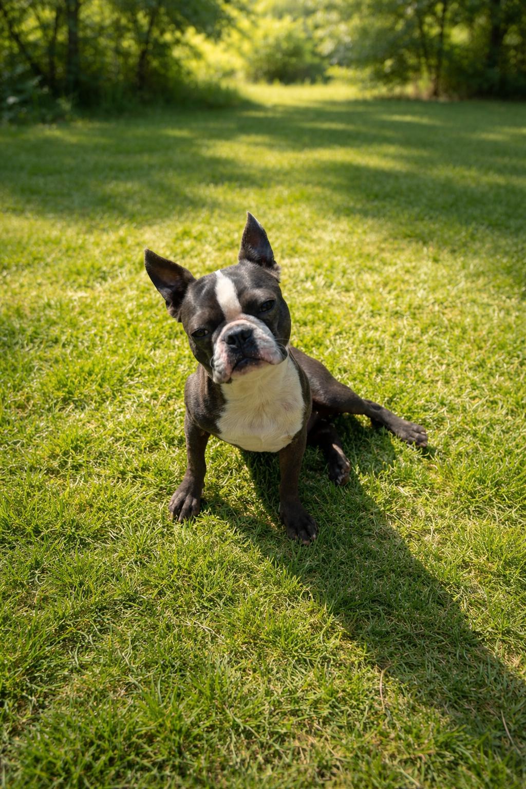 Enlarge Ronnie, a ADOPTABLE Boston Terrier in Georgetown , CA image 1/1