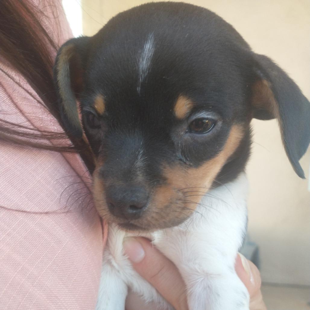 Trixie, Adoptable, Young Female Chihuahua & Beagle.