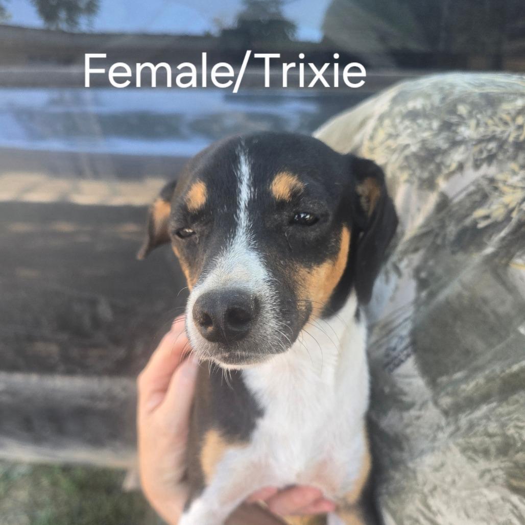 Enlarge Trixie, a Adoptable mixed breed in West Plains, MO image 2/3