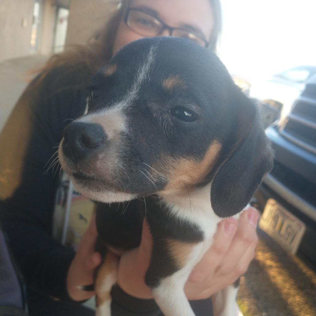 Enlarge Trixie, a Adoptable mixed breed in West Plains, MO image 3/3