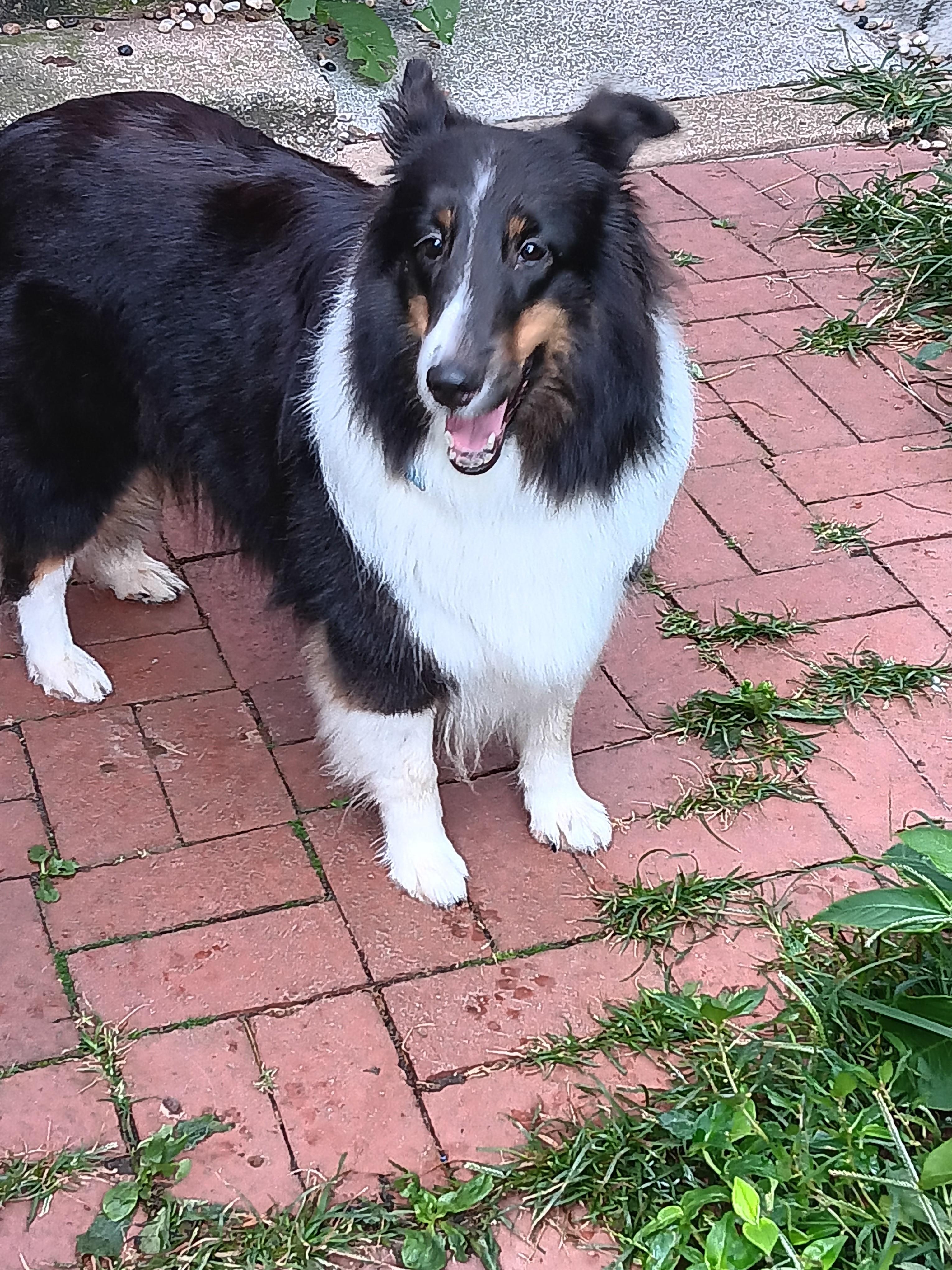 Enlarge Mira (ADOPTION PENDING), a Adopted Shetland Sheepdog / Sheltie in New Castle, PA image 1/6