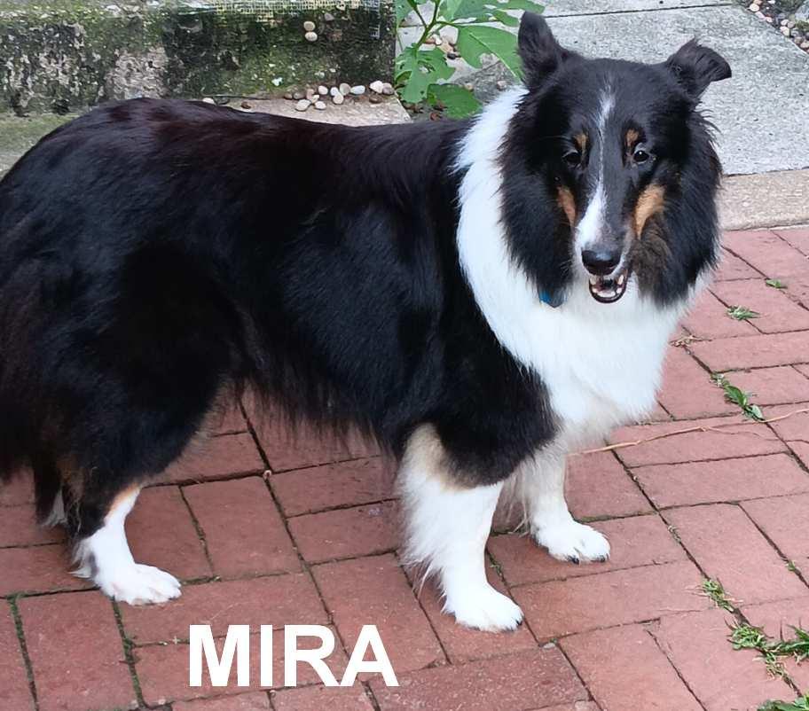 Enlarge Mira (ADOPTION PENDING), a Adopted Shetland Sheepdog / Sheltie in New Castle, PA image 2/6