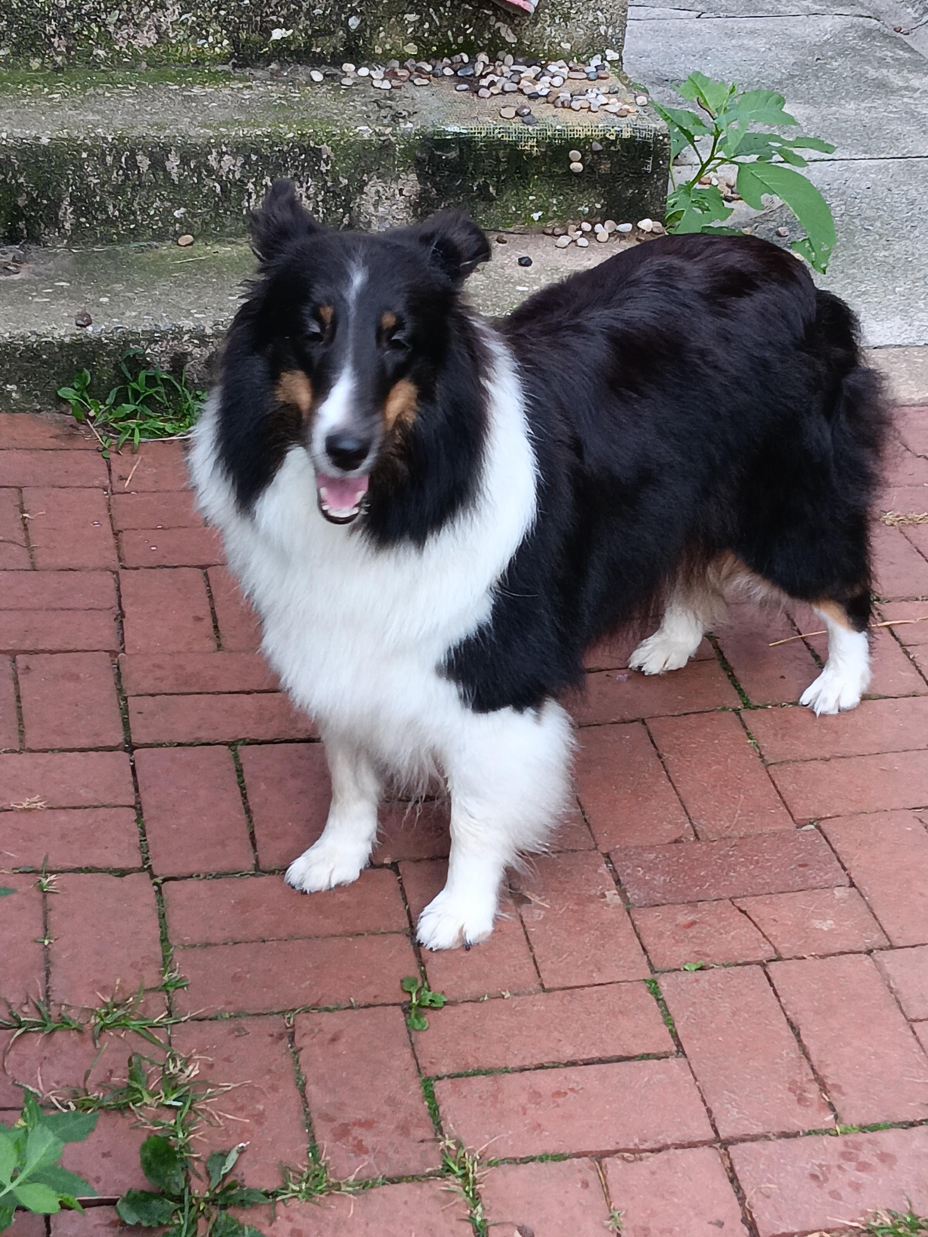 Mira (ADOPTION PENDING), Adopted, Adult Female Shetland Sheepdog / Sheltie.