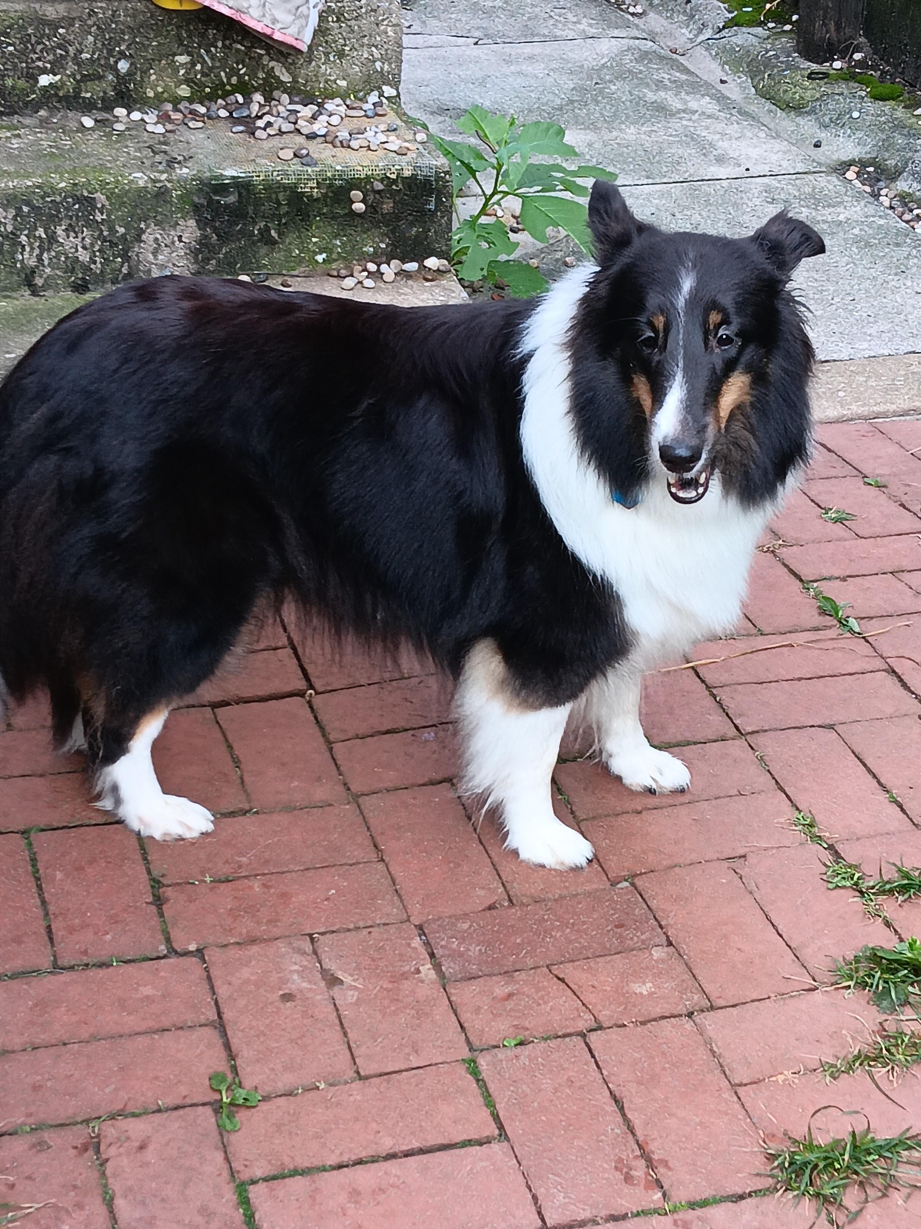 Enlarge Mira (ADOPTION PENDING), a Adopted Shetland Sheepdog / Sheltie in New Castle, PA image 5/6