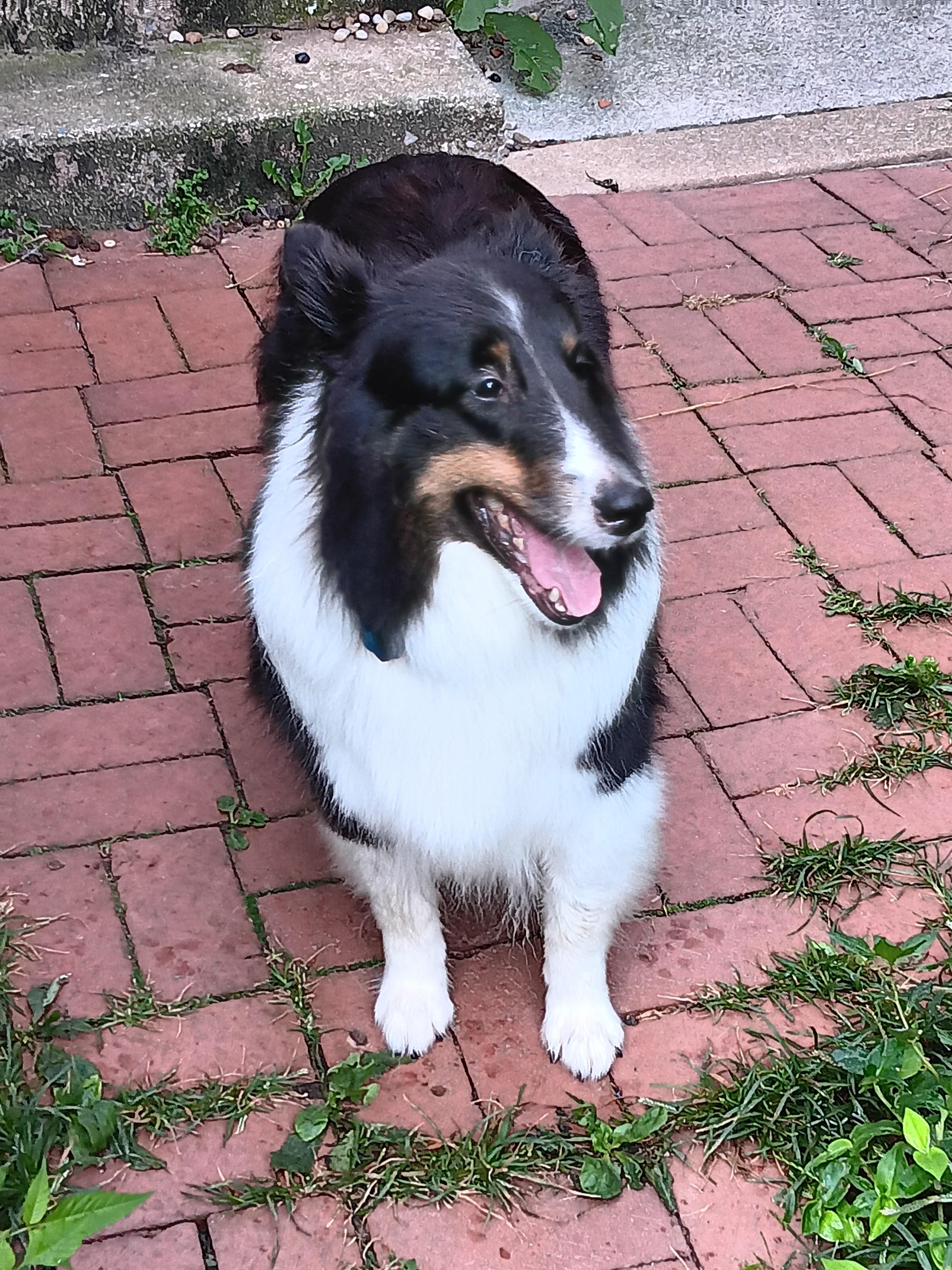Enlarge Mira (ADOPTION PENDING), a Adopted Shetland Sheepdog / Sheltie in New Castle, PA image 6/6