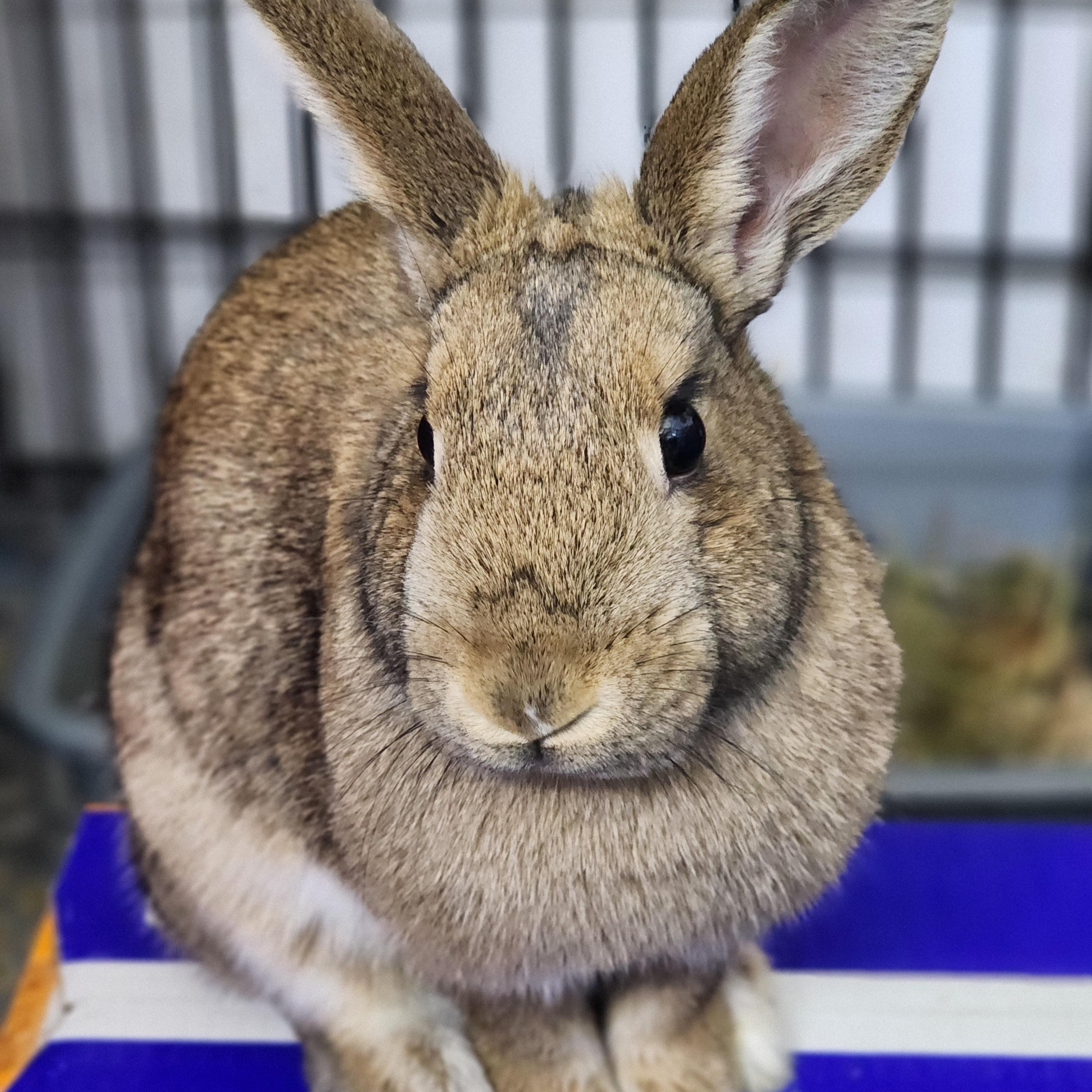 Enlarge Pepper, a Adoptable mixed breed in Winnipeg, MB image 1/1