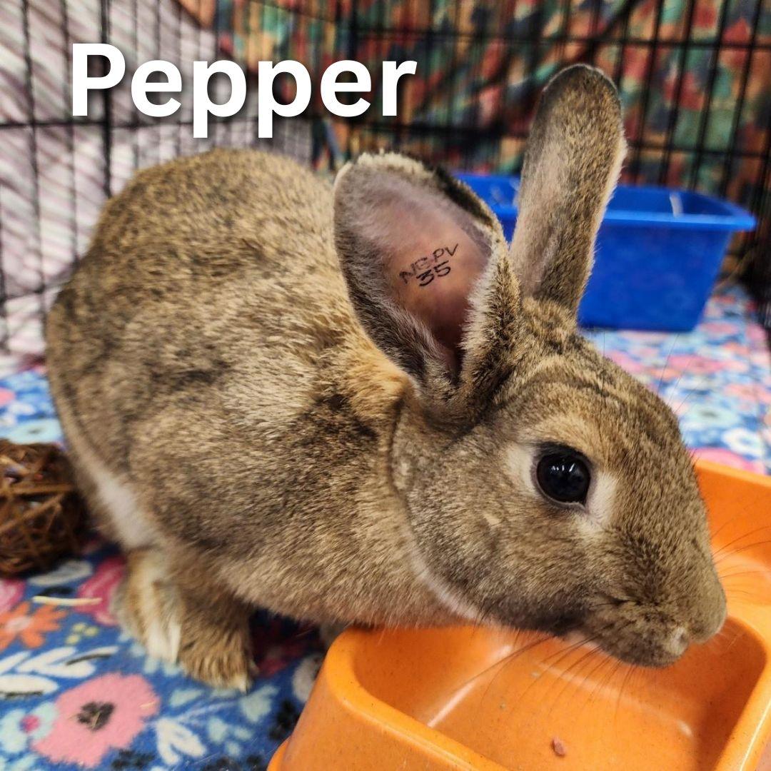 Pepper, Adoptable, Adult Female American.