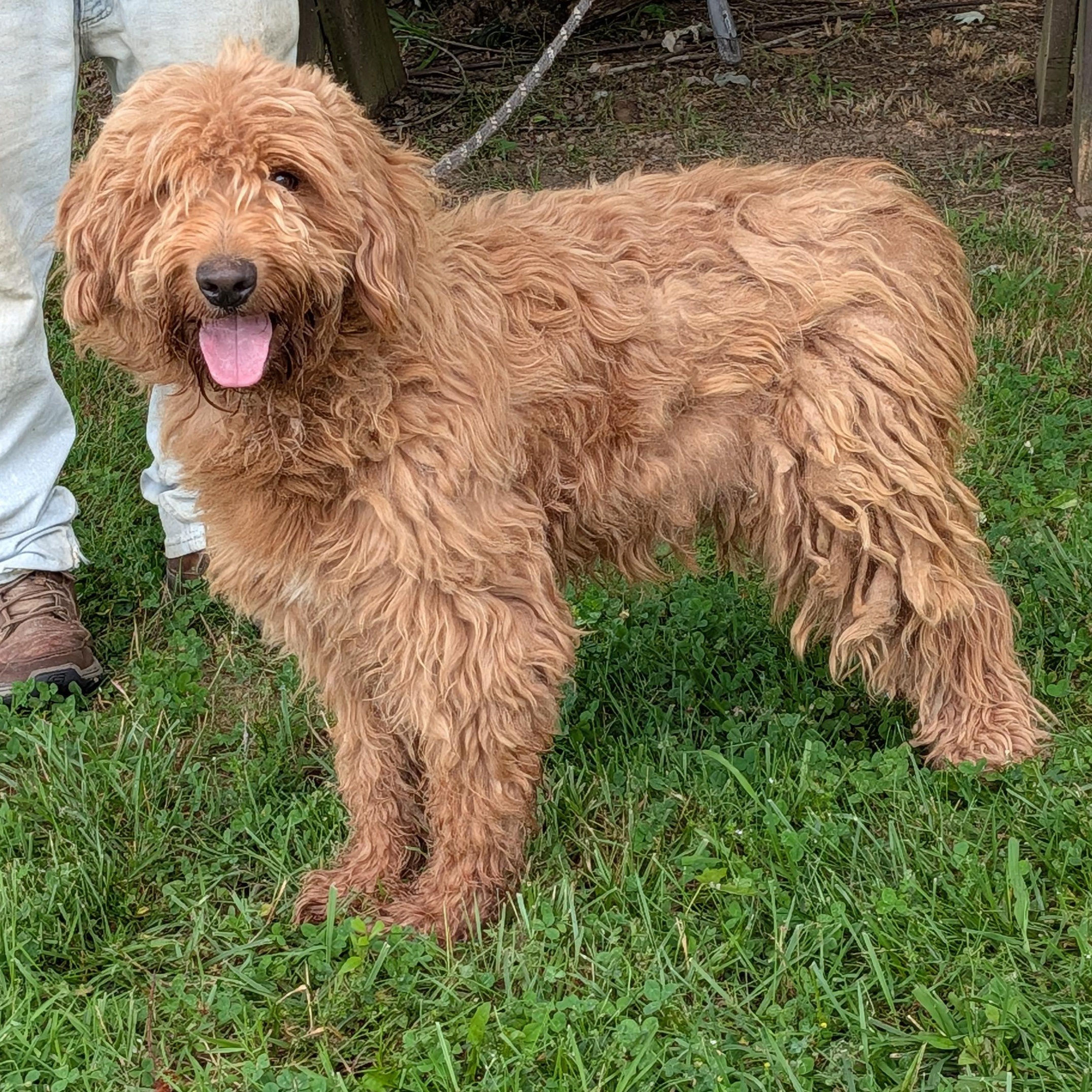 Enlarge Stubbs, a ADOPTABLE mixed breed in Maynardville, TN image 1/1
