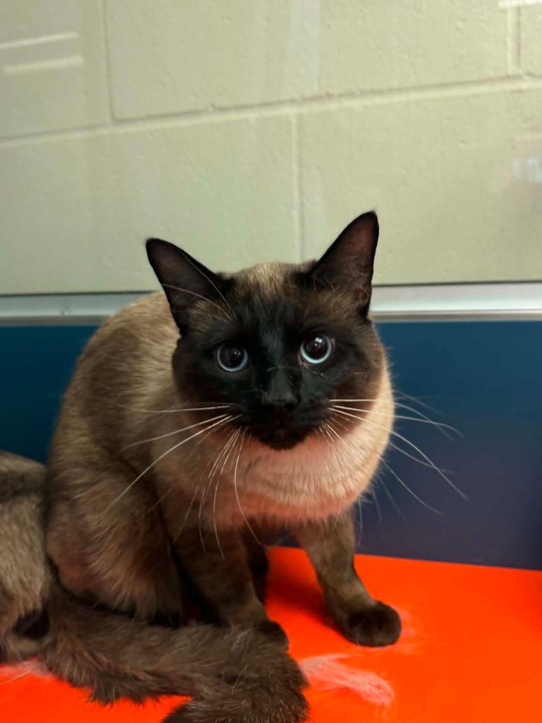 Enlarge Creek, a Adoptable Siamese in Grand Forks, ND image 1/2