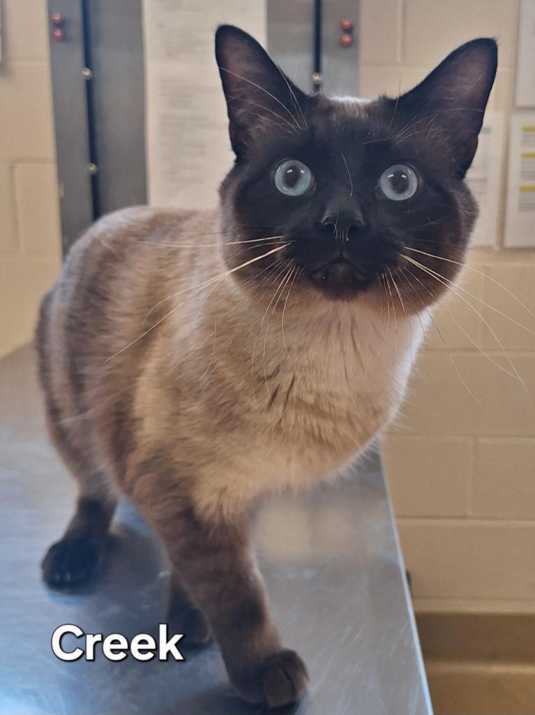 Enlarge Creek, a Adoptable Siamese in Grand Forks, ND image 2/2