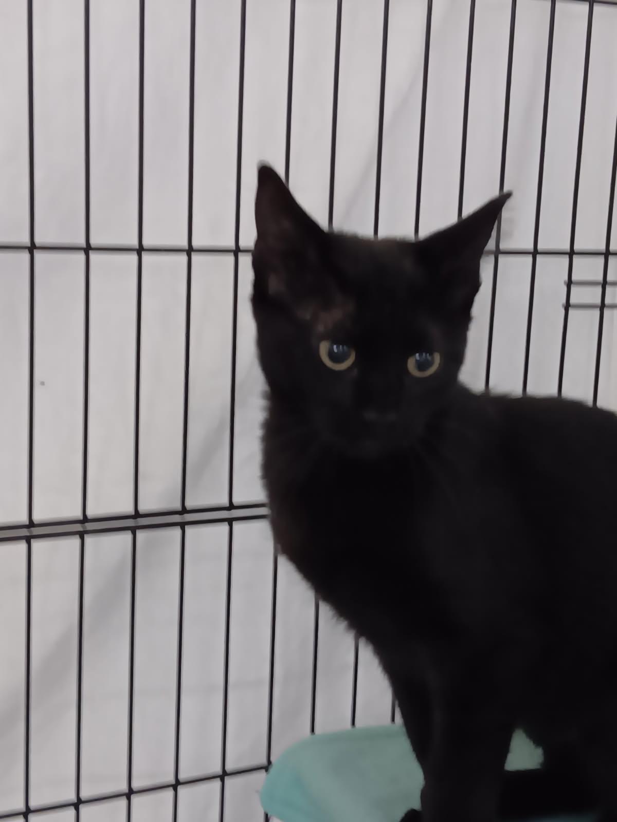 Dolly, ADOPTABLE, Kitten Female Domestic Short Hair.