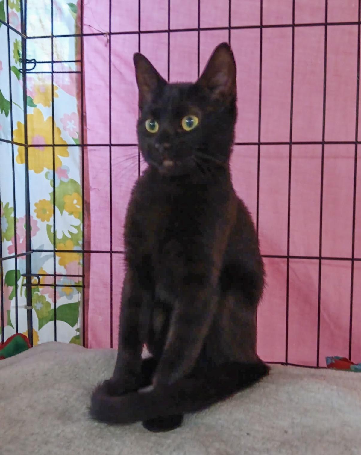 Enlarge Dolly, a ADOPTABLE Domestic Short Hair in Chisholm, MN image 2/2
