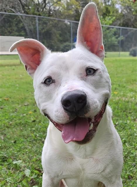 Enlarge ECHO, a Adoptable mixed breed in Murfreesboro, TN image 1/1