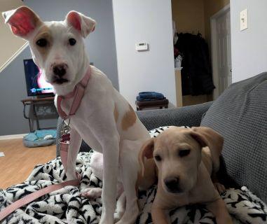 Enlarge Clarabel, a Adoptable Mixed Breed in Schaumburg, IL image 2/3