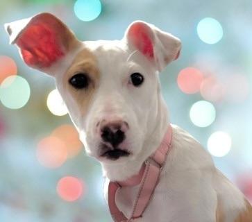 Enlarge Clarabel, a Adoptable Mixed Breed in Schaumburg, IL image 1/3