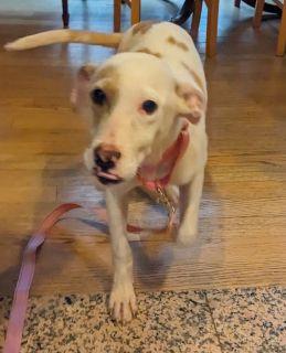 Enlarge Clarabel, a Adoptable Mixed Breed in Schaumburg, IL image 3/3