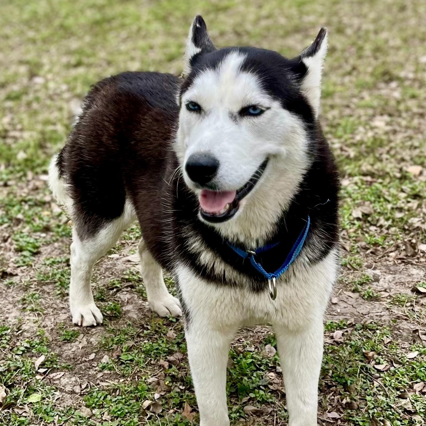 Millie — thumbnail 2