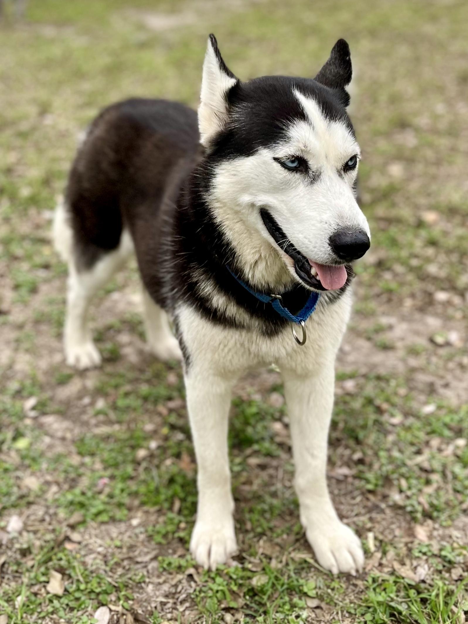 Millie — thumbnail 4