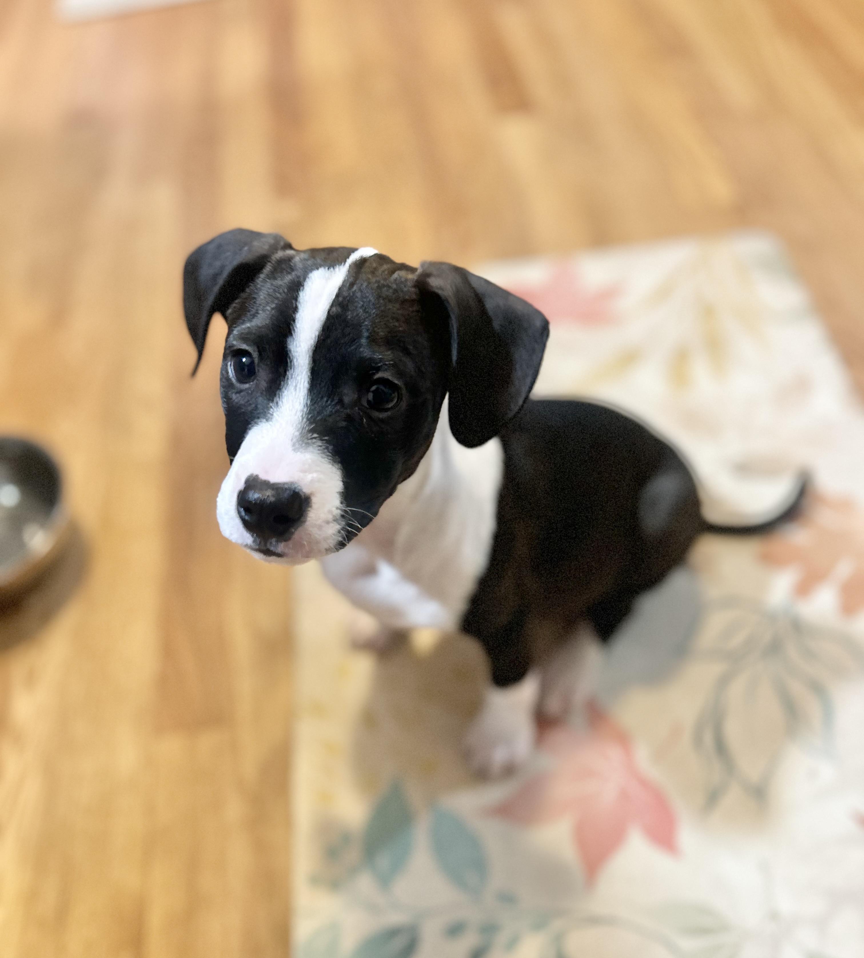 Enlarge Jett, an adopted Rat Terrier in Manchester, CT image 4/6