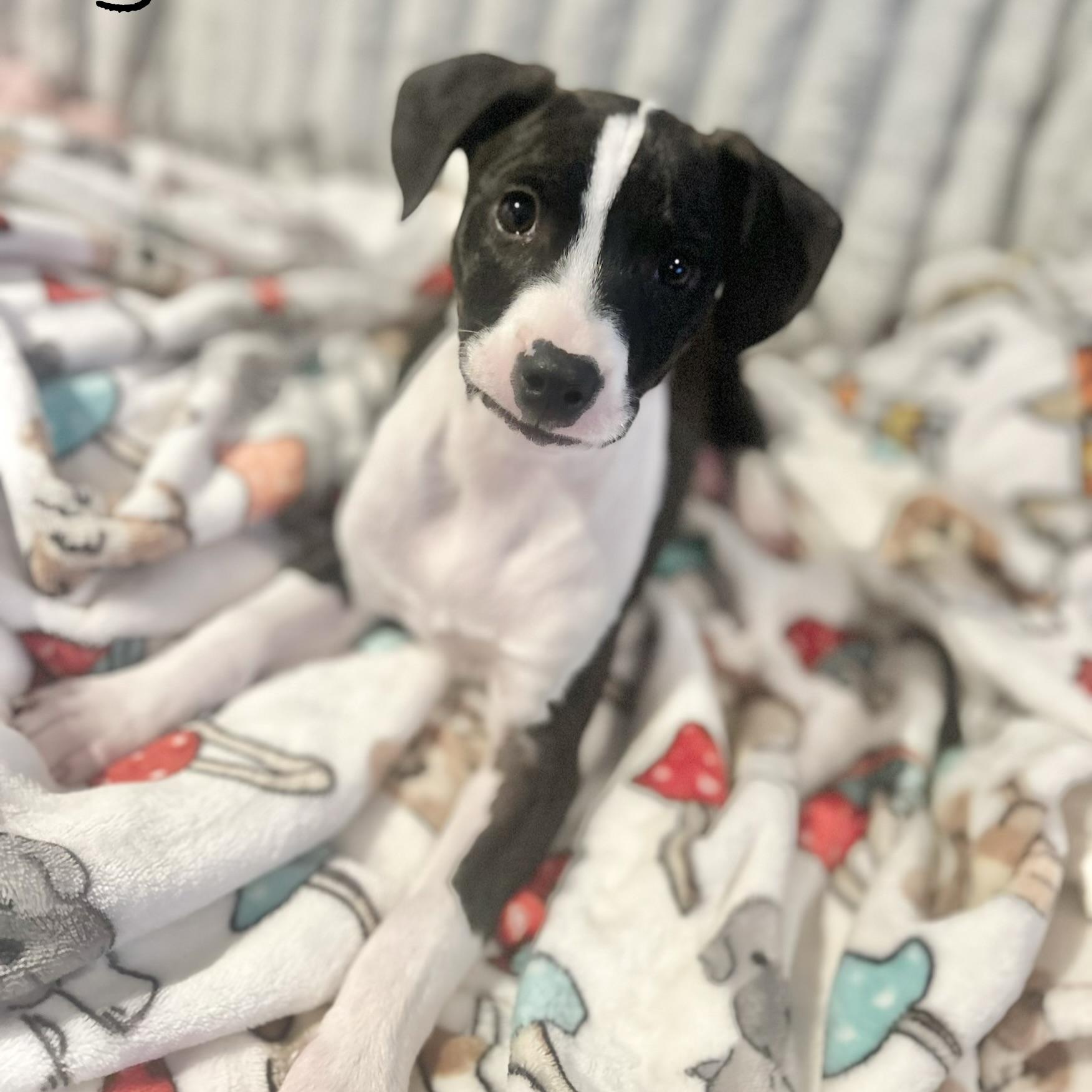 Enlarge Jett, an adopted Rat Terrier in Manchester, CT image 1/6