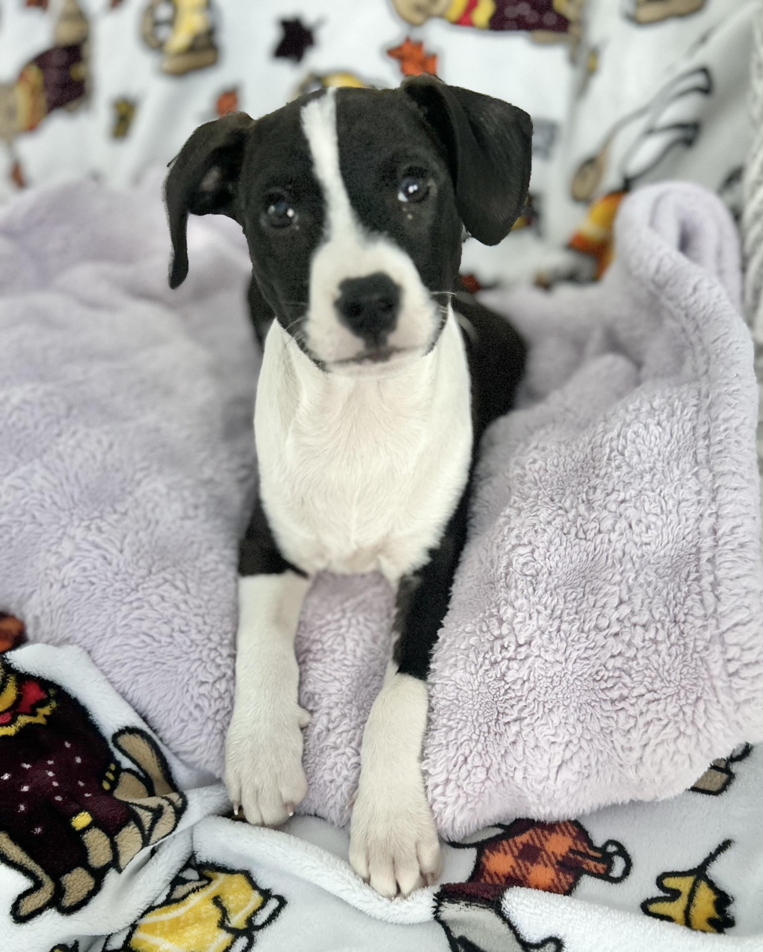 Enlarge Jett, an adopted Rat Terrier in Manchester, CT image 3/6