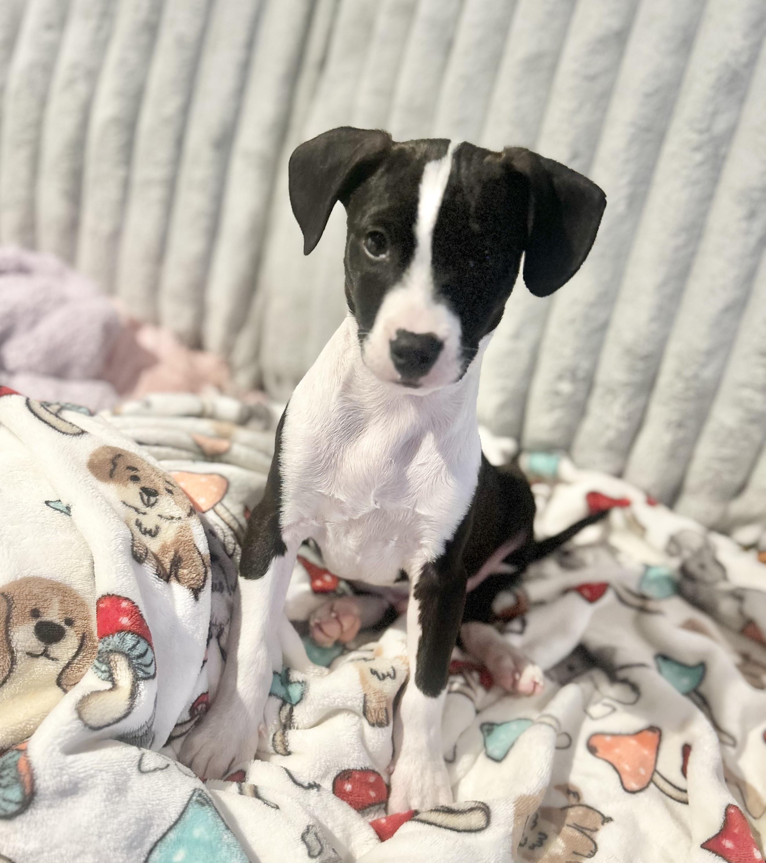 Enlarge Jett, an adopted Rat Terrier in Manchester, CT image 5/6