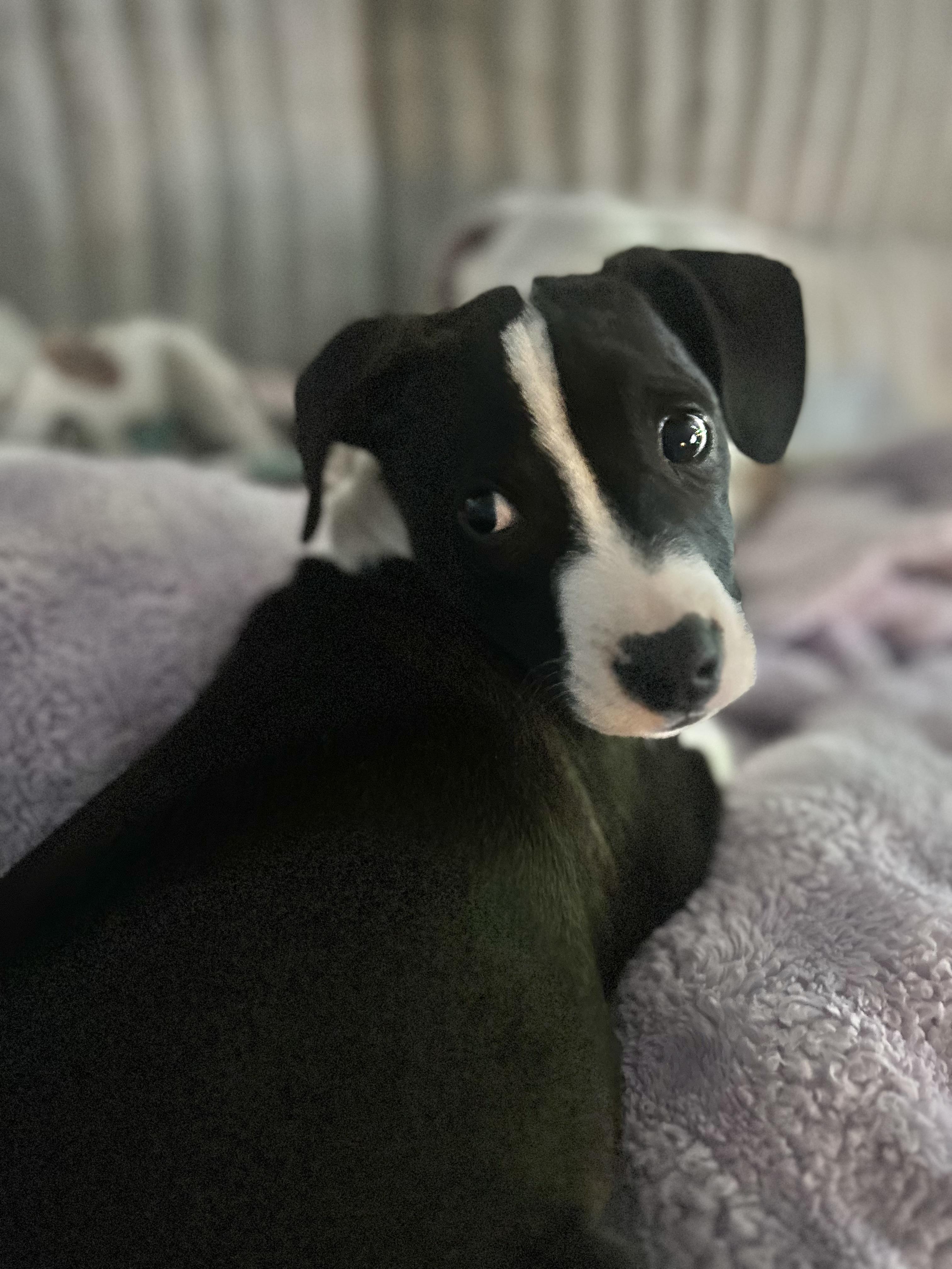 Enlarge Jett, an adopted Rat Terrier in Manchester, CT image 6/6