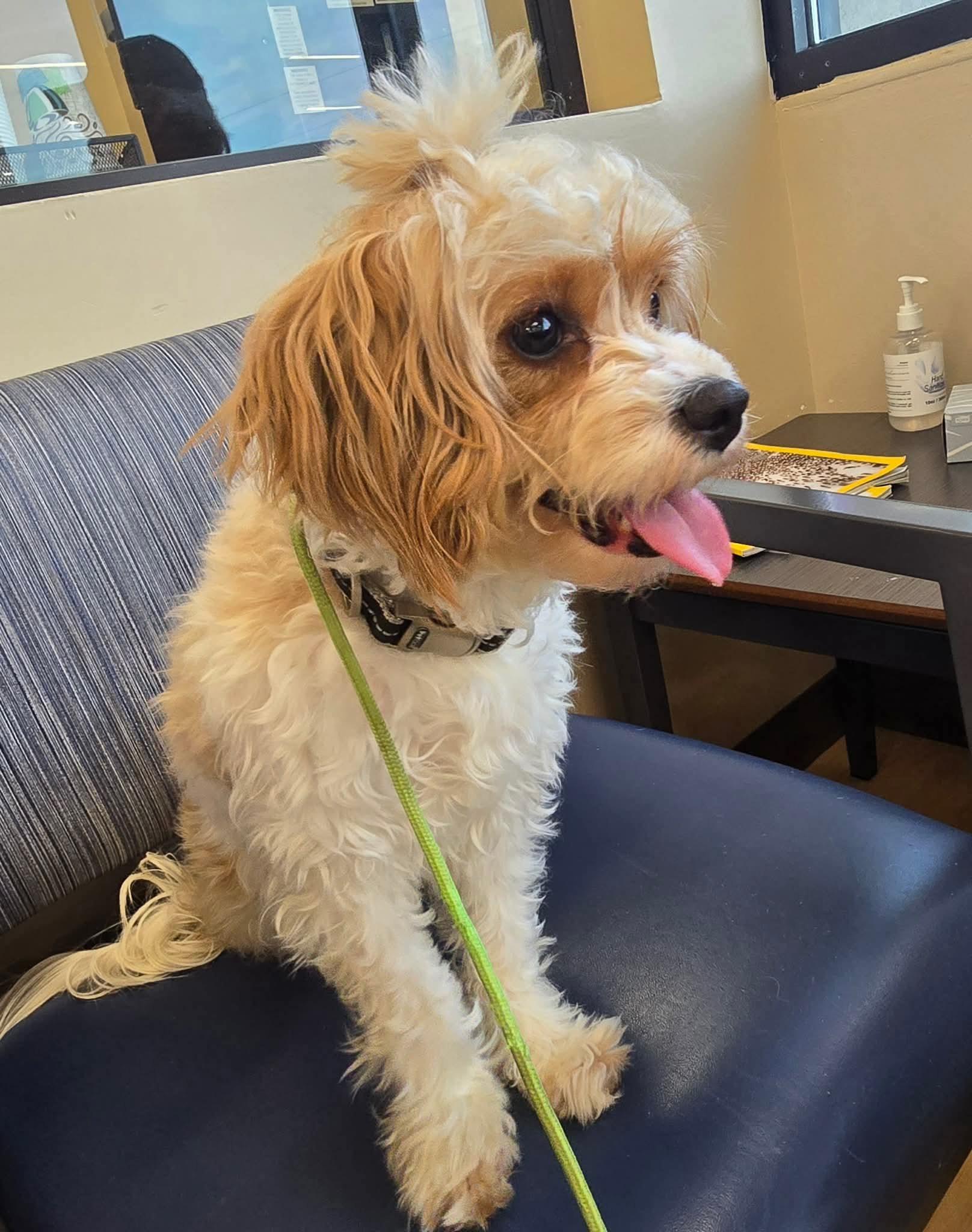 Enlarge Francie, an adopted Cavapoo in St. Clairsville, OH image 4/5