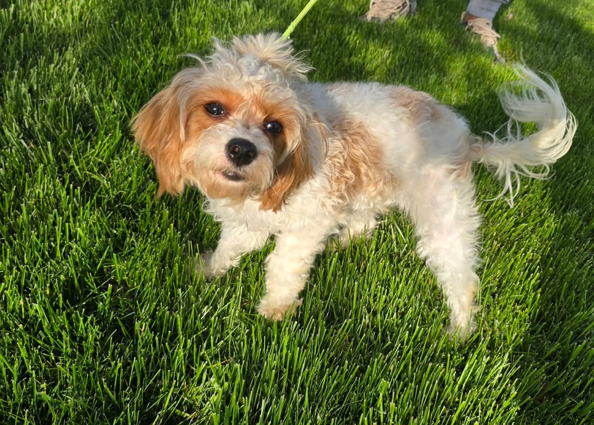 Enlarge Francie, an adopted Cavapoo in St. Clairsville, OH image 3/5