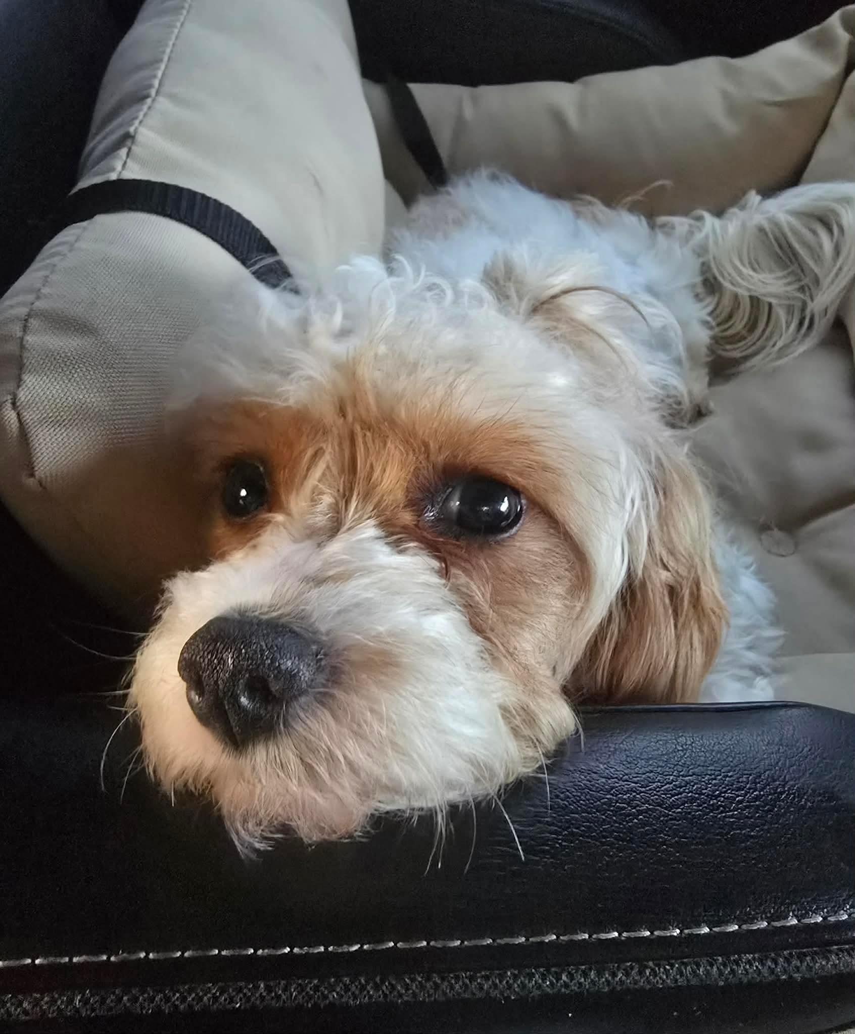 Francie, adopted, Young Female Cavapoo.