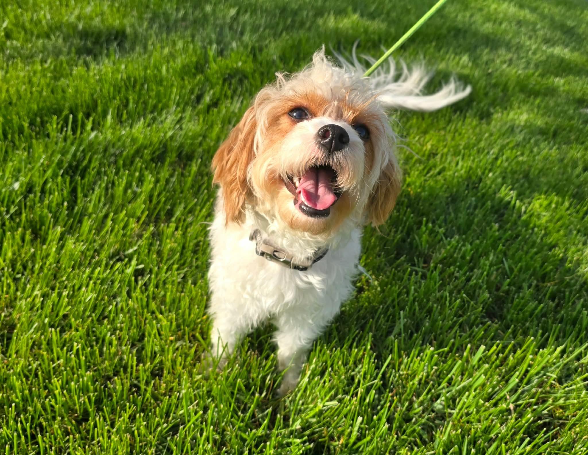 Enlarge Francie, an adopted Cavapoo in St. Clairsville, OH image 2/5