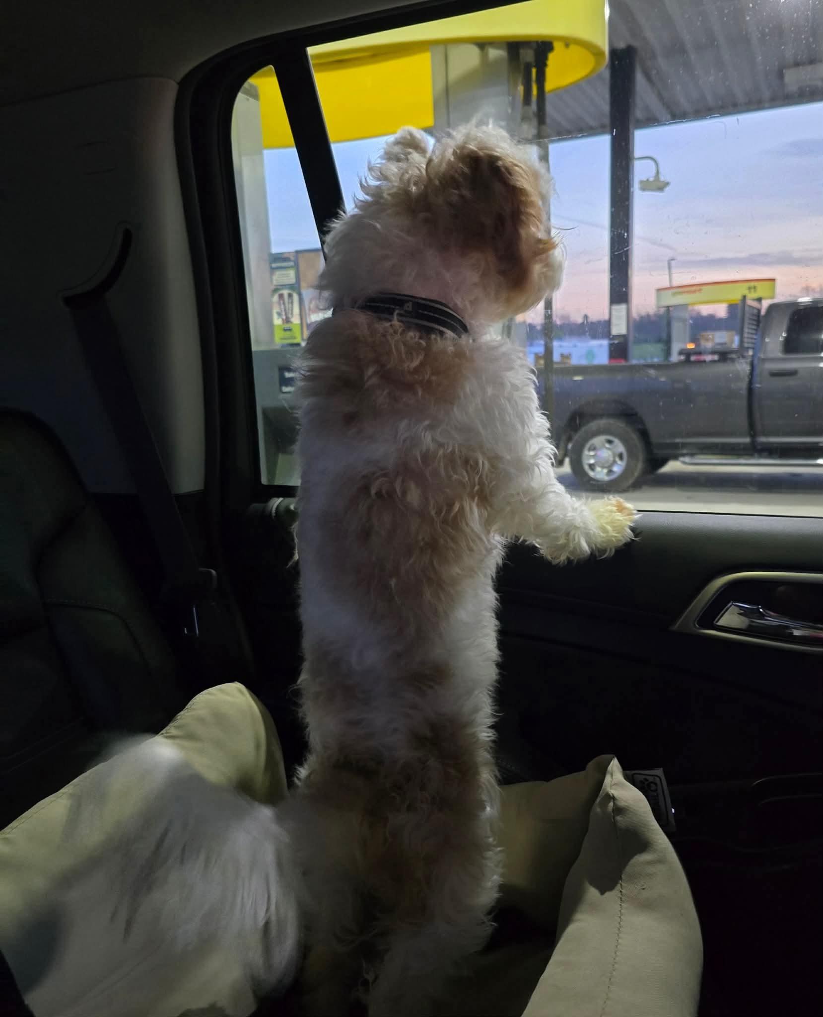 Enlarge Francie, an adopted Cavapoo in St. Clairsville, OH image 5/5