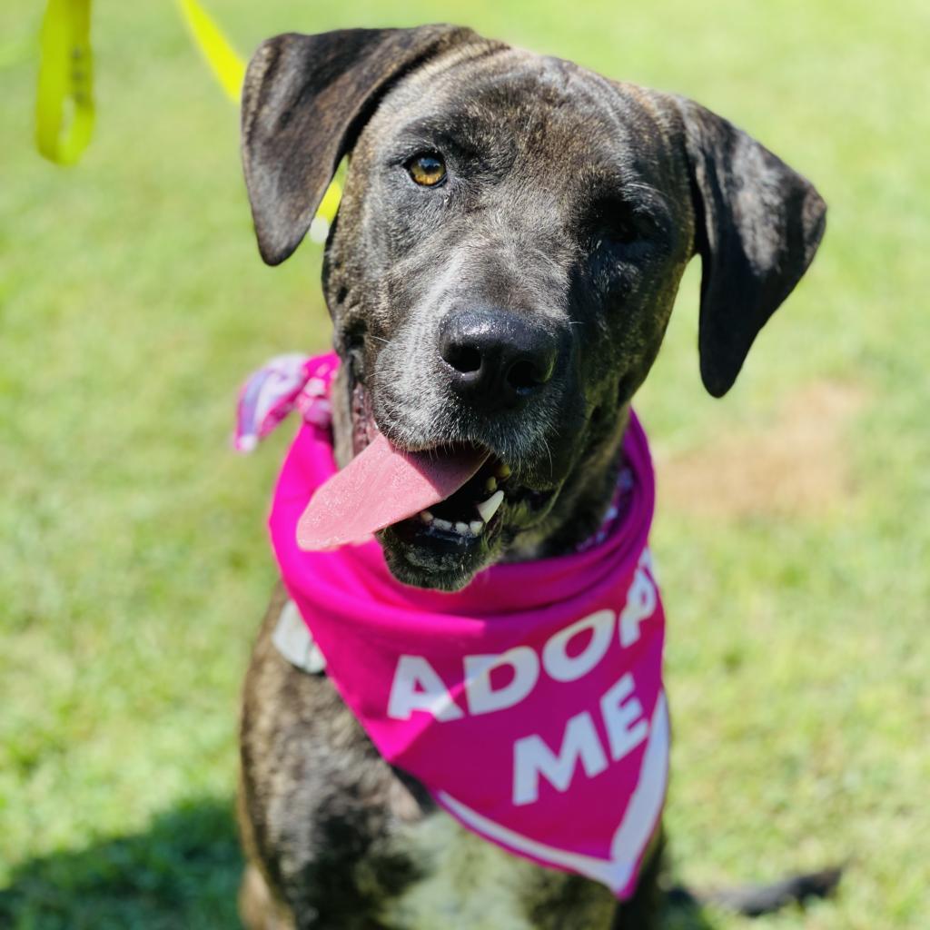 Berkley, Adoptable, Senior Female Cane Corso & Mixed Breed.