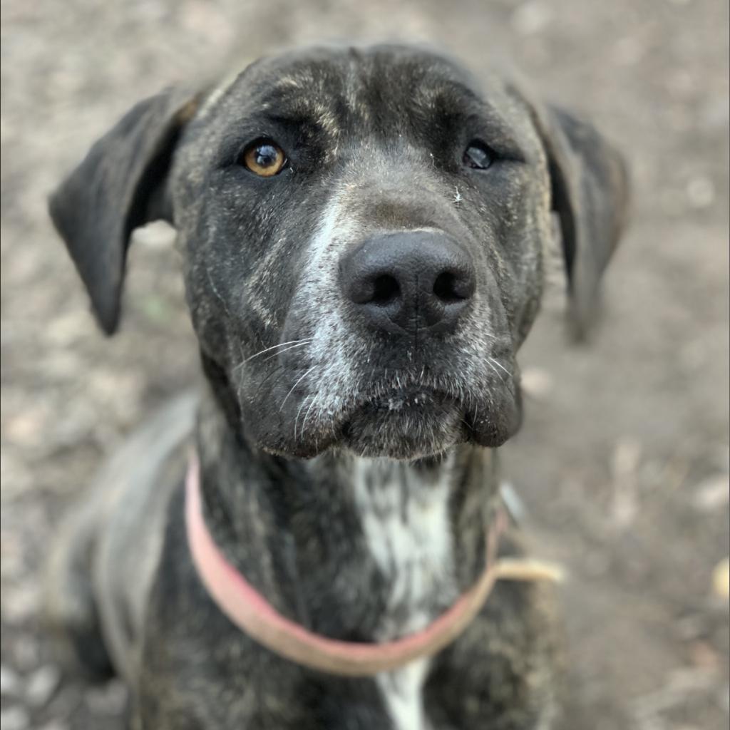 Enlarge Berkley, a Adoptable mixed breed in Peachtree City, GA image 3/3