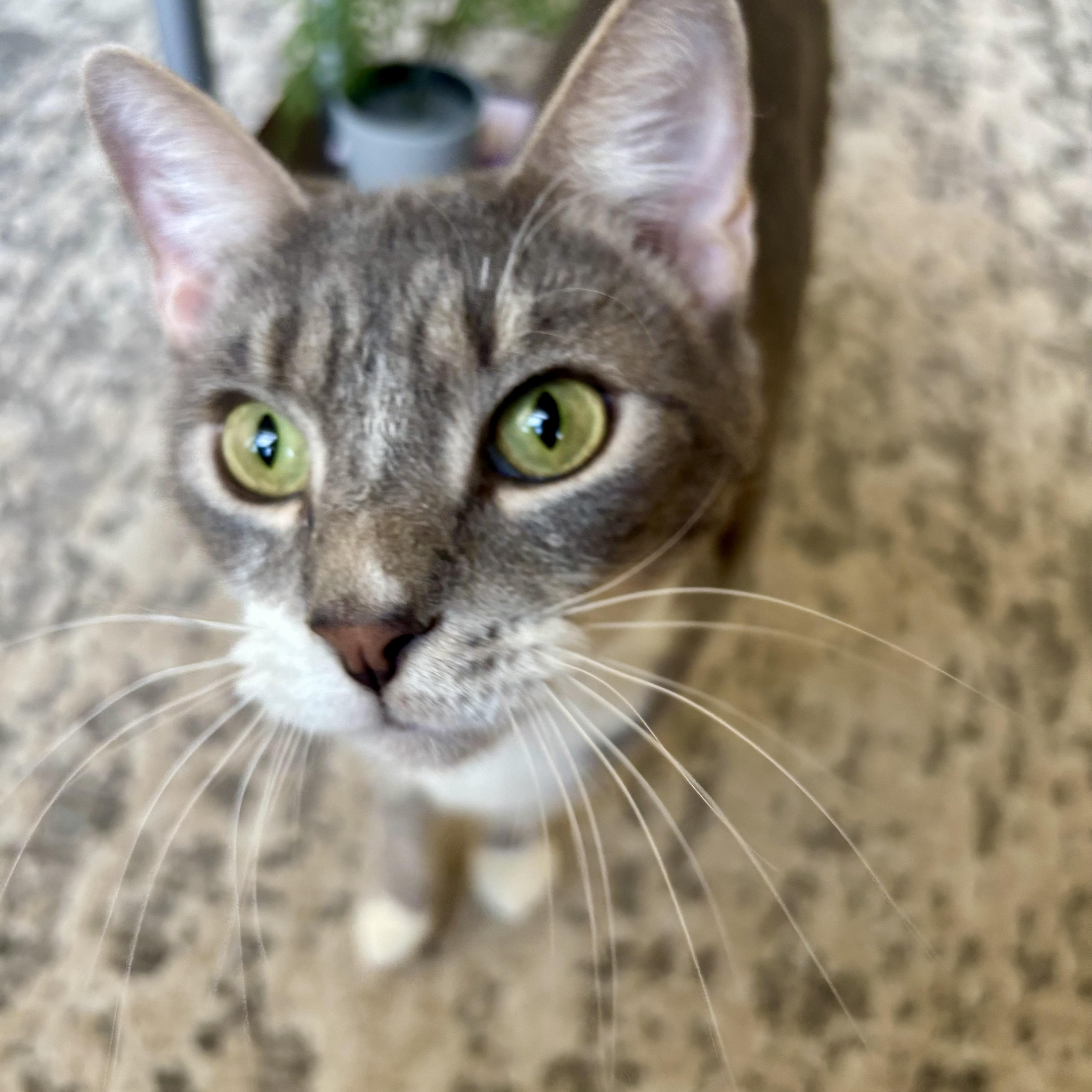 Enlarge Seize the Grey, an adoptable Domestic Short Hair in Richmond, VA image 4/6