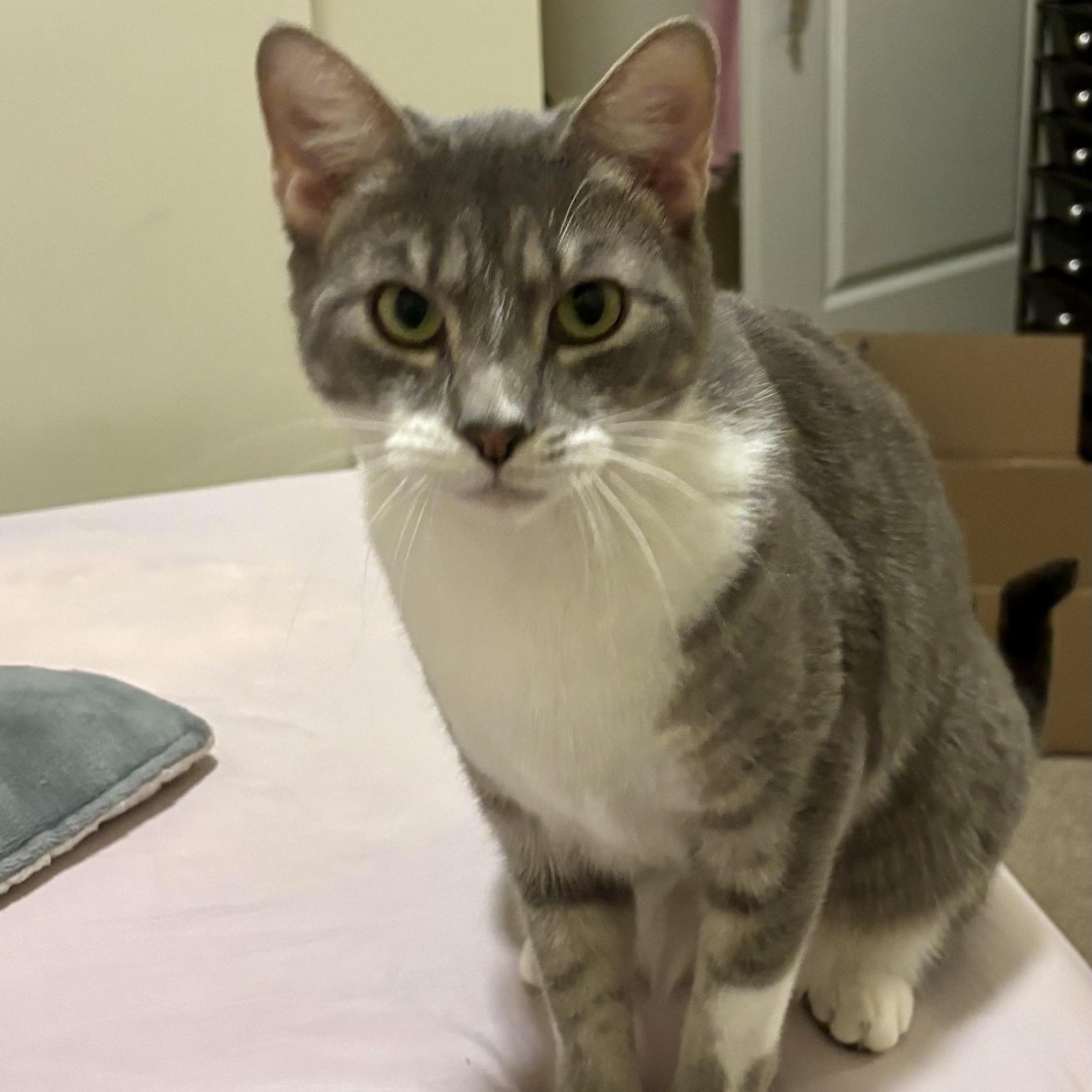 Enlarge Seize the Grey, an adoptable Domestic Short Hair in Richmond, VA image 3/6