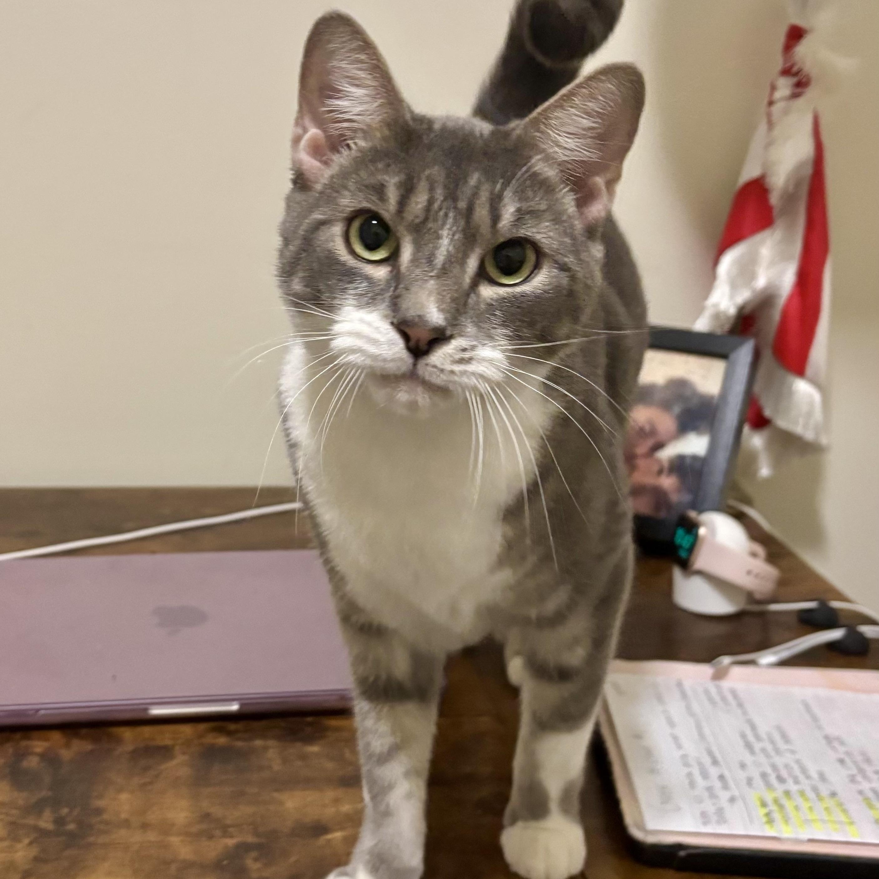 Enlarge Seize the Grey, an adoptable Domestic Short Hair in Richmond, VA image 1/6