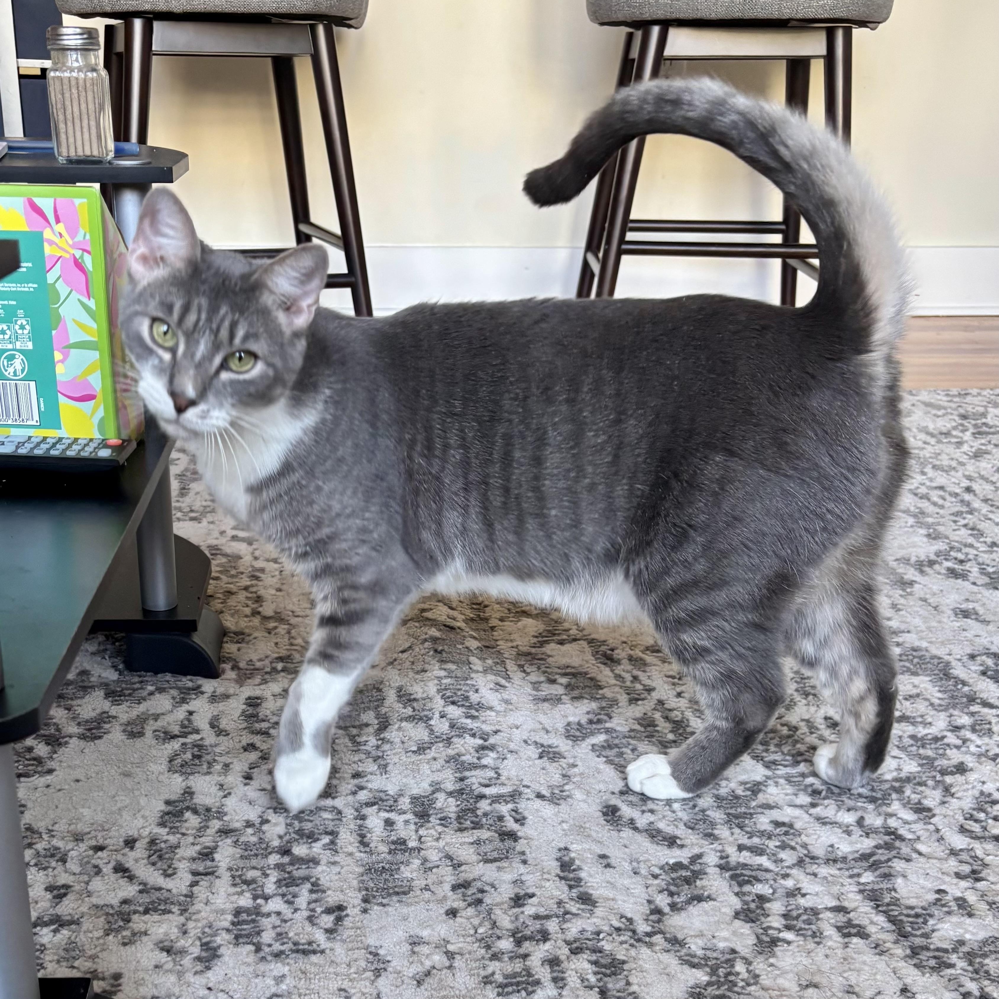 Enlarge Seize the Grey, an adoptable Domestic Short Hair in Richmond, VA image 6/6