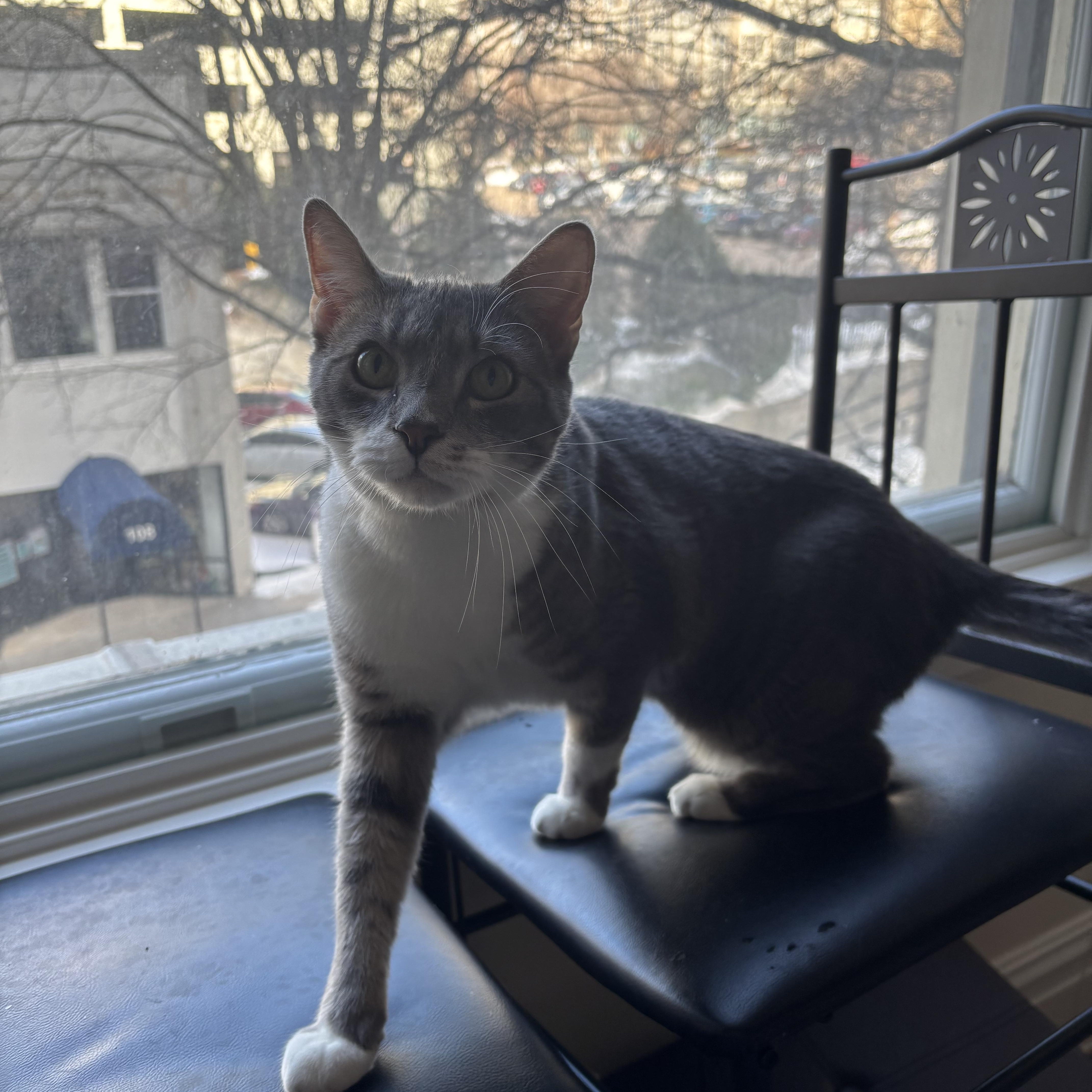 Enlarge Seize the Grey, an adoptable Domestic Short Hair in Richmond, VA image 5/6