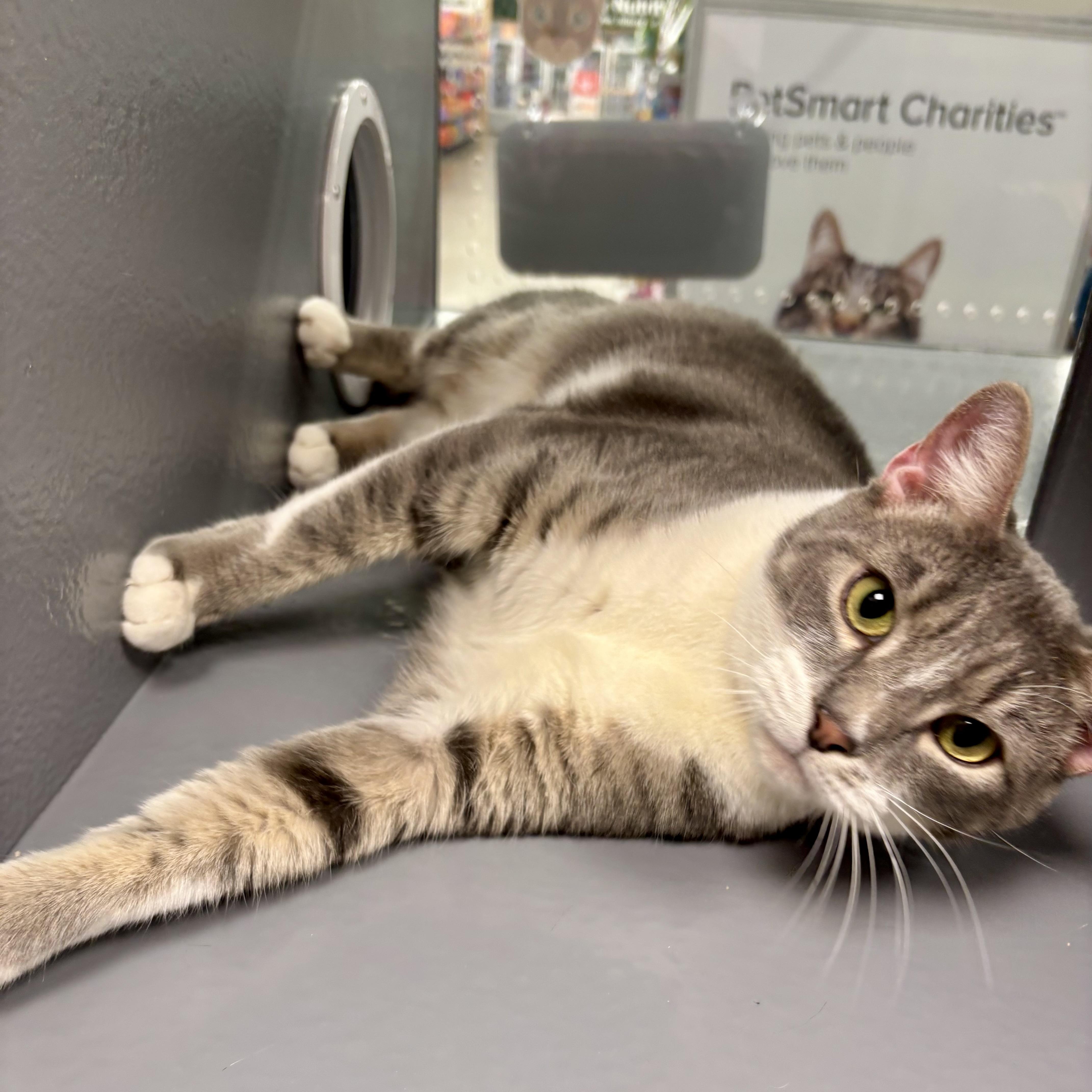 Enlarge Seize the Grey, an adoptable Domestic Short Hair in Richmond, VA image 2/6