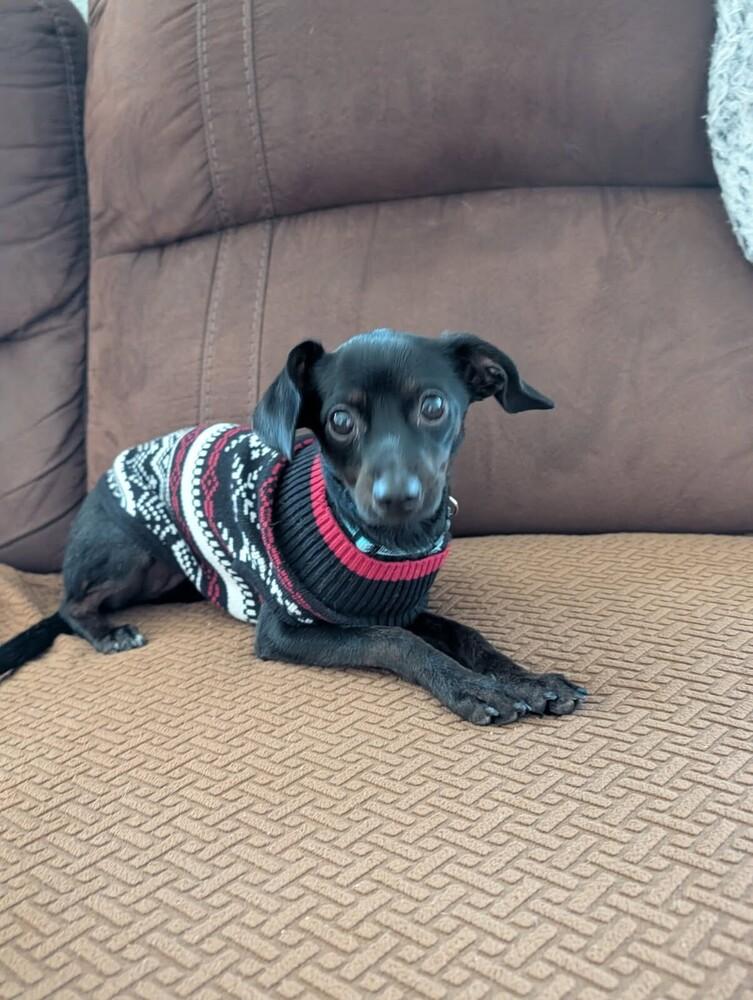 Essie, Adoptable, Puppy Female Dachshund & Chihuahua.