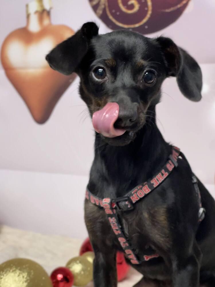 Essie, a Adoptable mixed breed in Sedalia, CO image 1/2