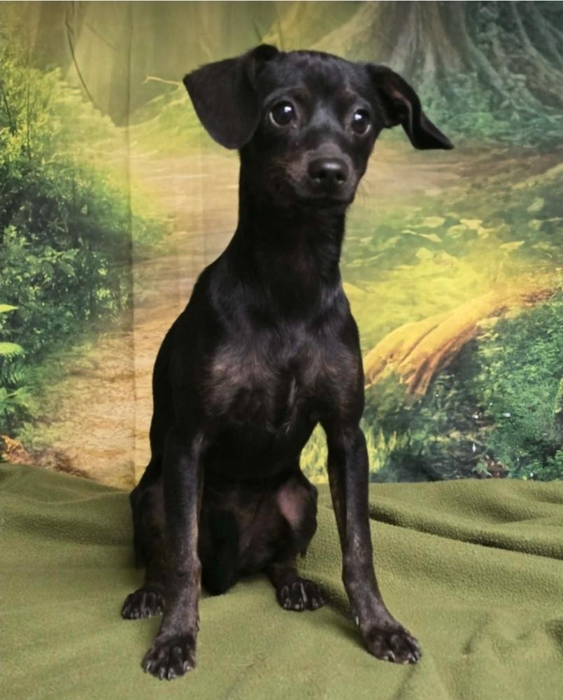 Essie, a Adoptable mixed breed in Sedalia, CO image 2/2