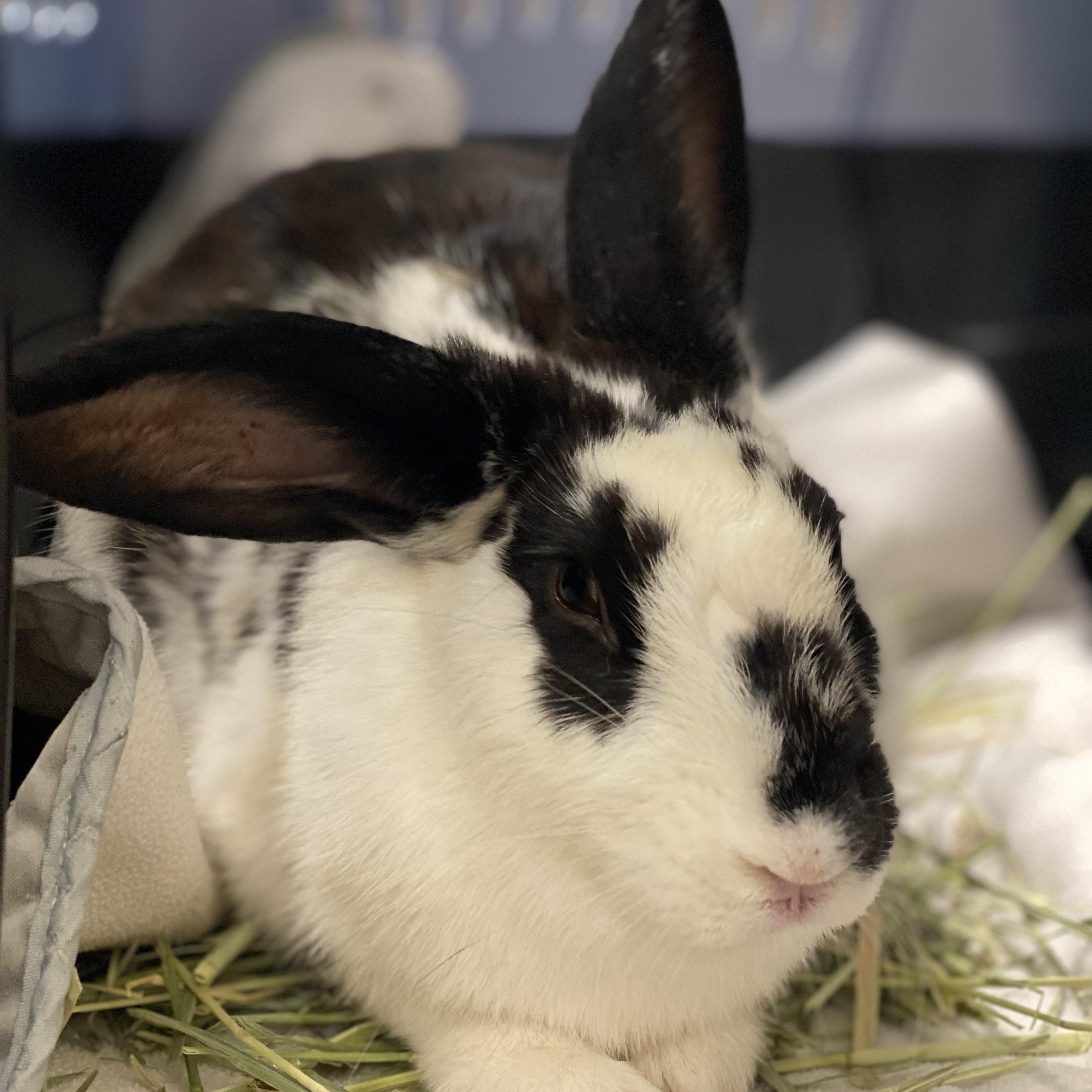 Enlarge Lorelai, a Adoptable mixed breed in San Antonio, TX image 1/3