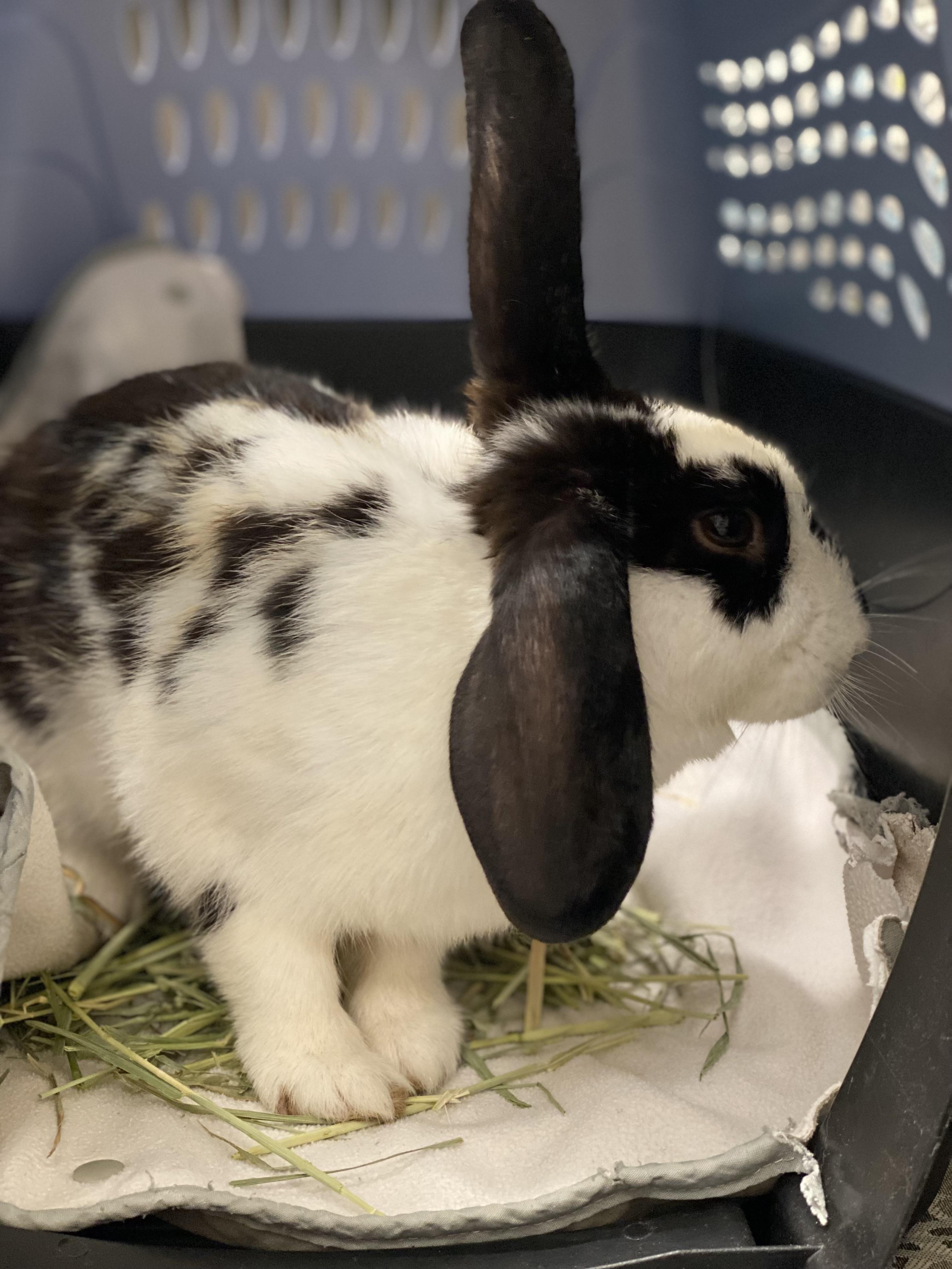 Enlarge Lorelai, a Adoptable mixed breed in San Antonio, TX image 2/3